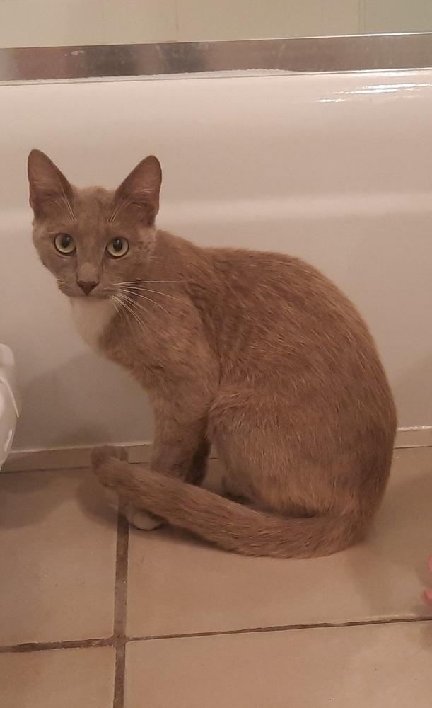 Truffle, a Adopted Domestic Short Hair in Long Beach, CA image 1/2