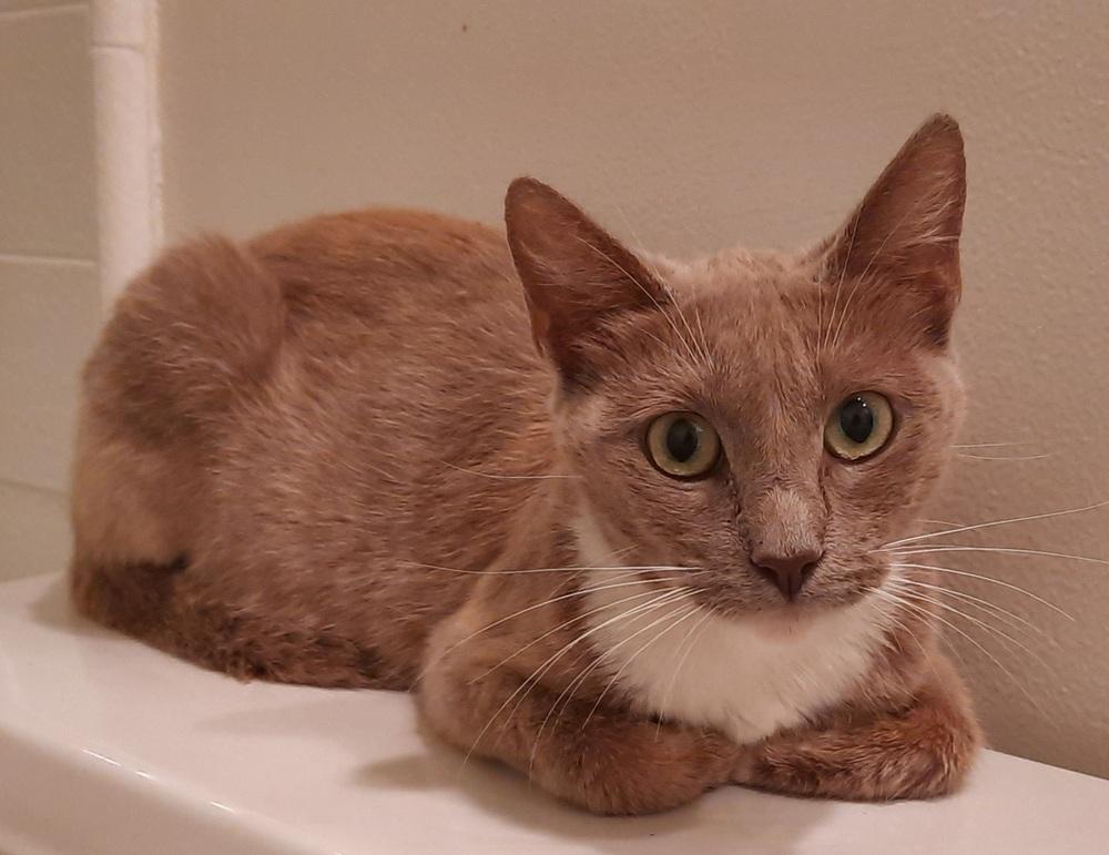 Truffle, a Adopted Domestic Short Hair in Long Beach, CA image 2/2