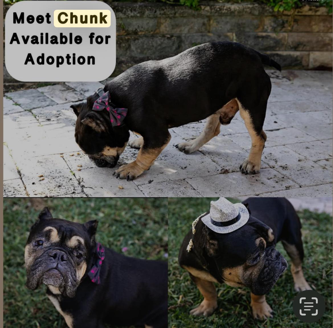 Enlarge Chunk, a Adoptable English Bulldog in Lake Worth, FL image 1/6