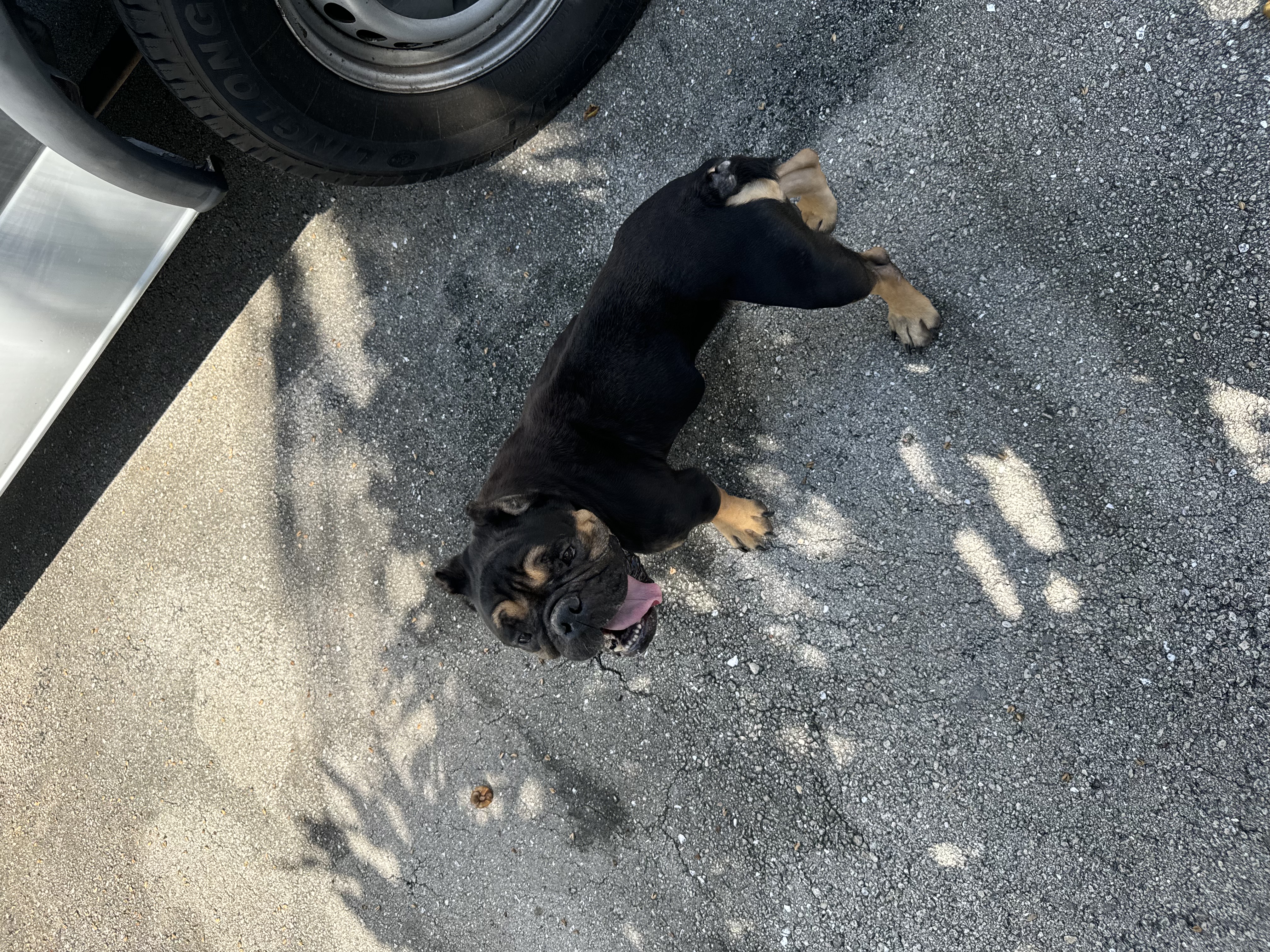 Enlarge Chunk, a Adoptable English Bulldog in Lake Worth, FL image 5/6