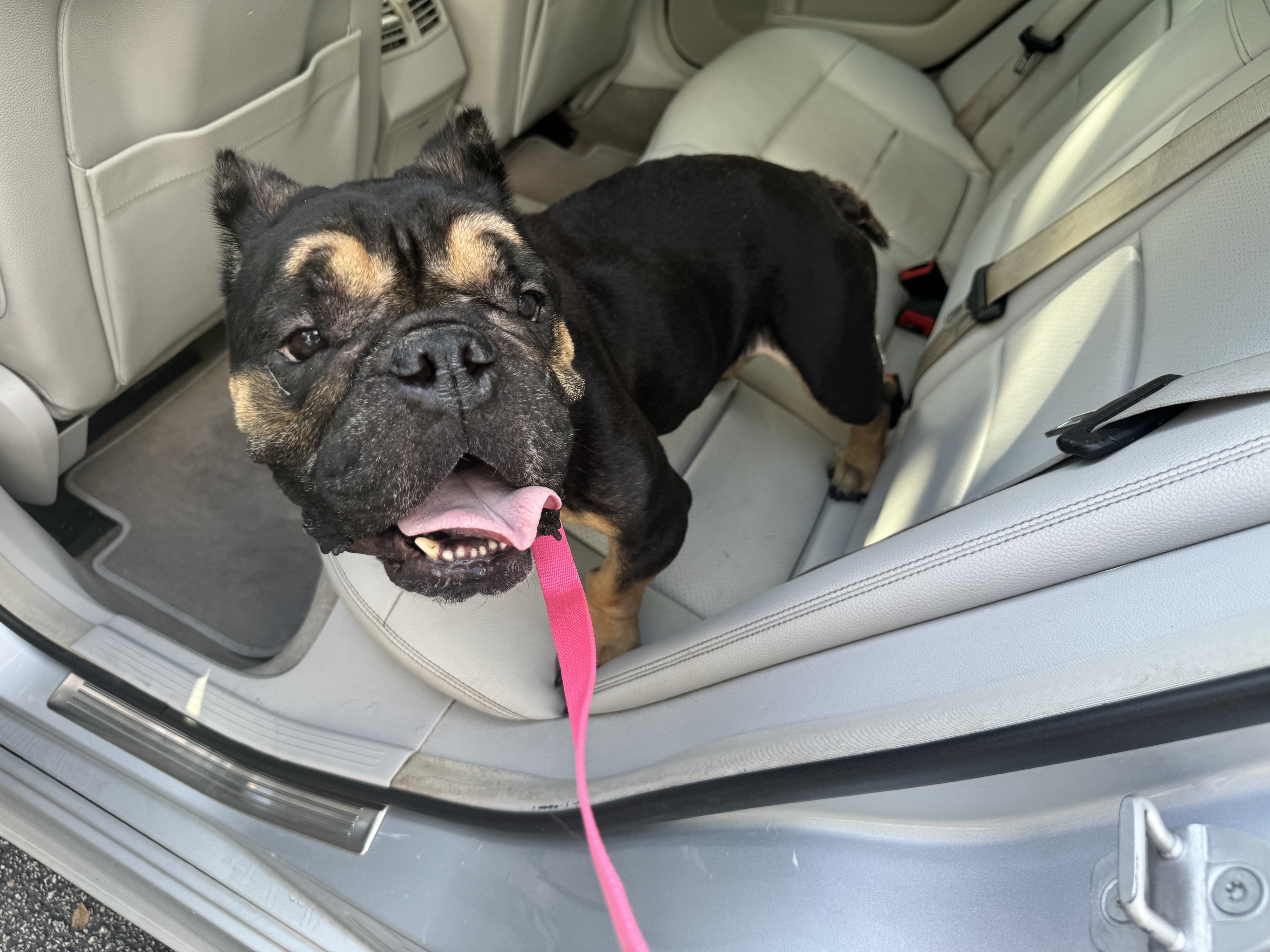 Enlarge Chunk, a Adoptable English Bulldog in Lake Worth, FL image 4/6