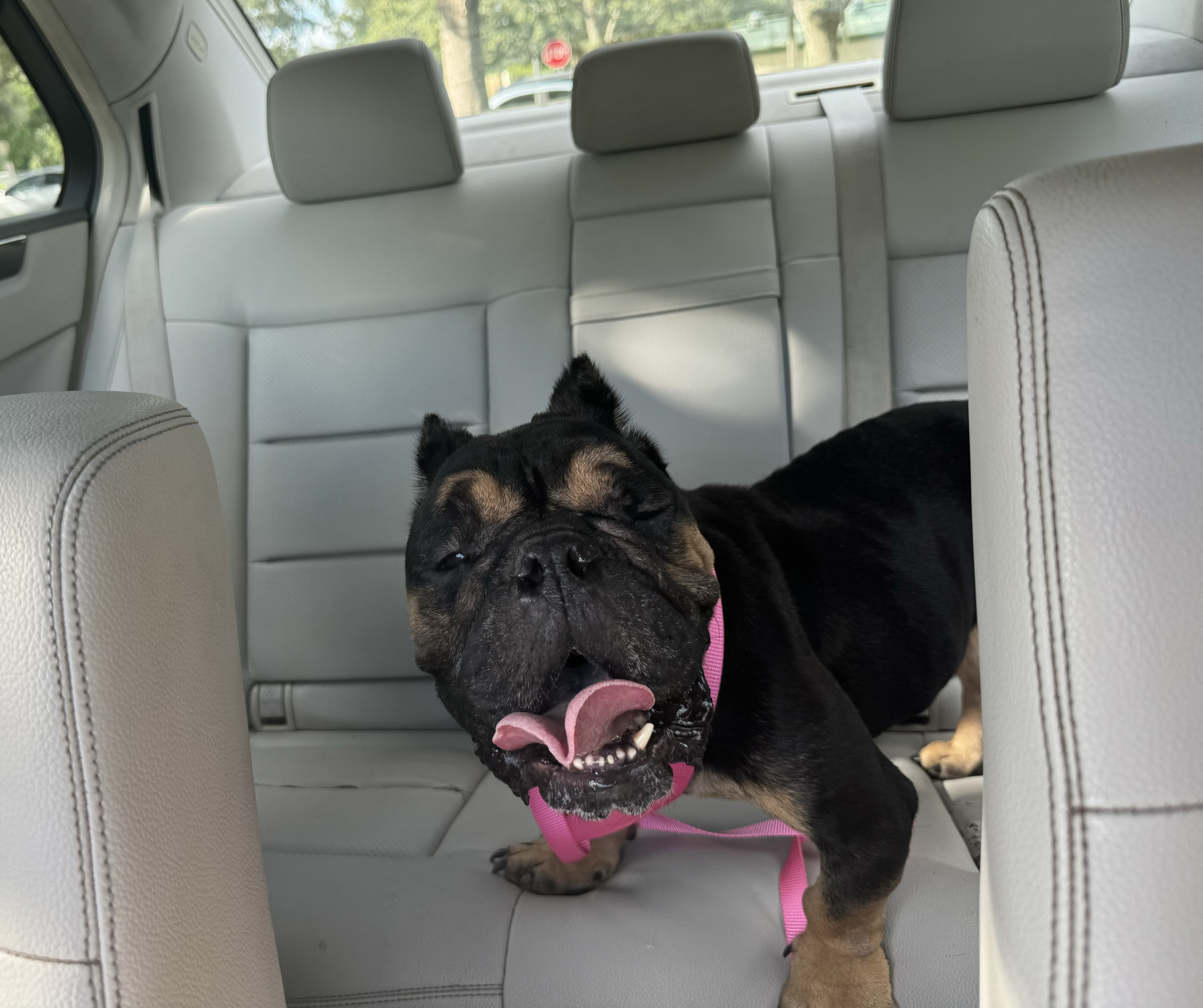 Enlarge Chunk, a Adoptable English Bulldog in Lake Worth, FL image 6/6