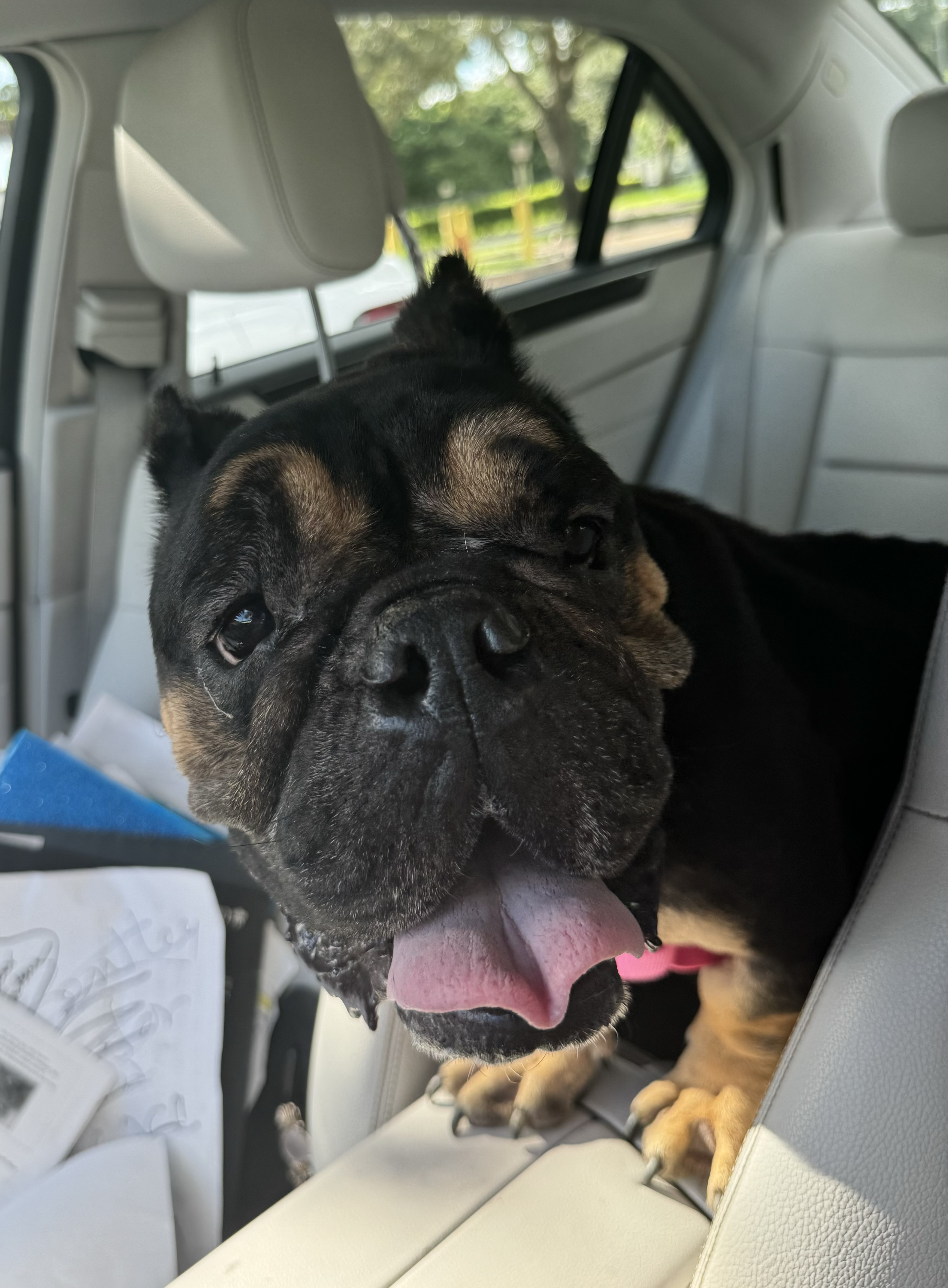 Enlarge Chunk, a Adoptable English Bulldog in Lake Worth, FL image 2/6