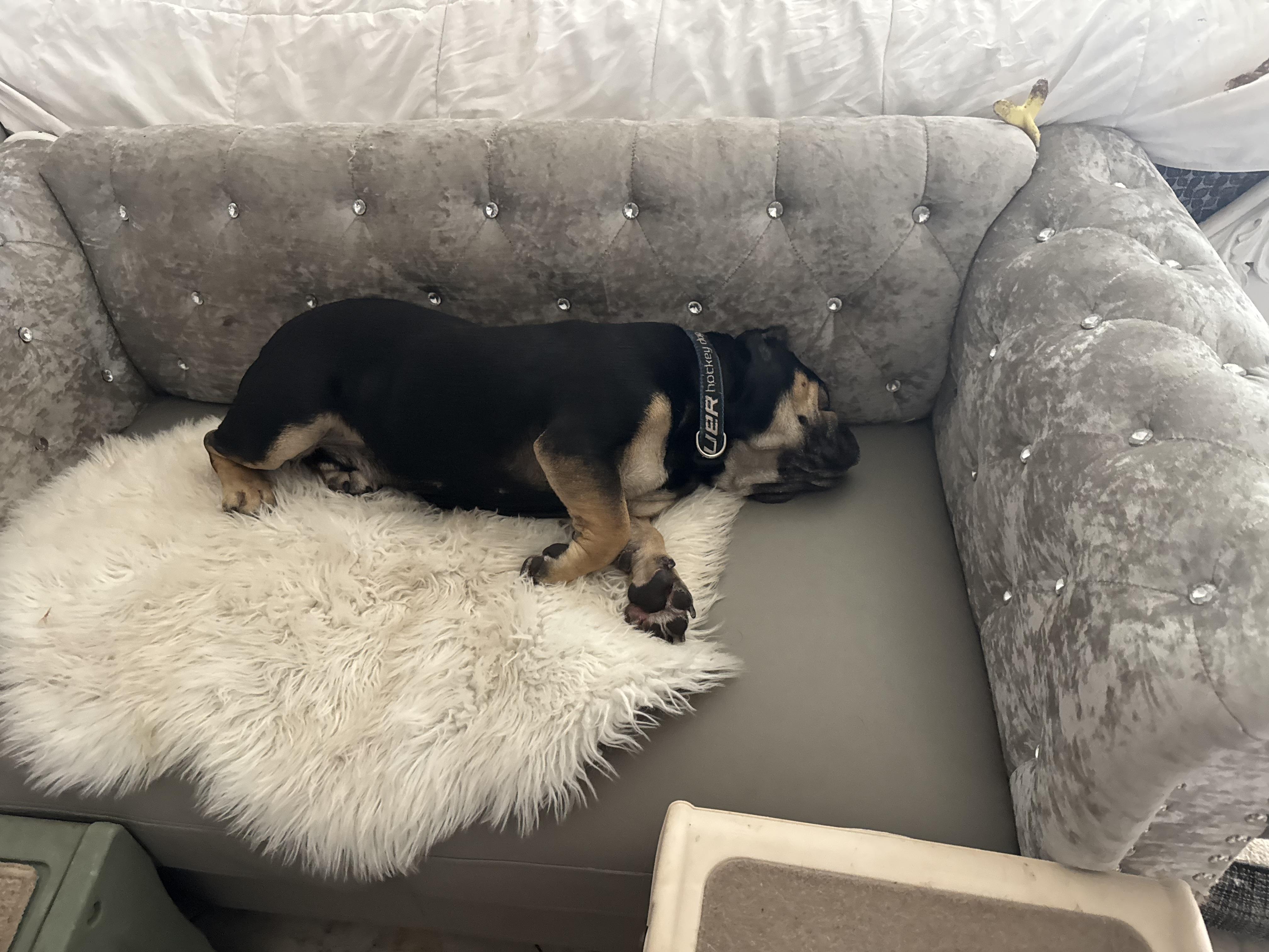 Enlarge Chunk, a Adoptable English Bulldog in Lake Worth, FL image 3/6