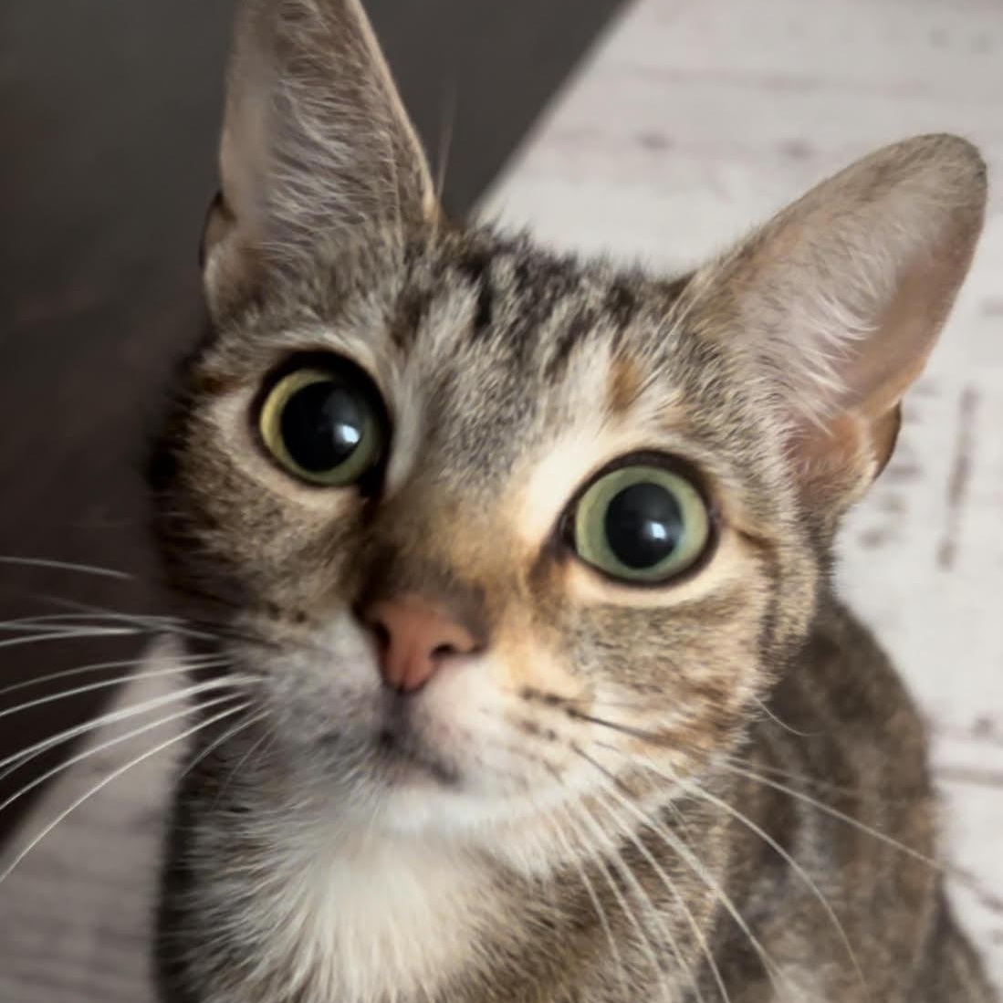 Marmalade and Macie Our Gorgeous Friendly Torbies, a ADOPTABLE Torbie in Marlton, NJ image 3/5