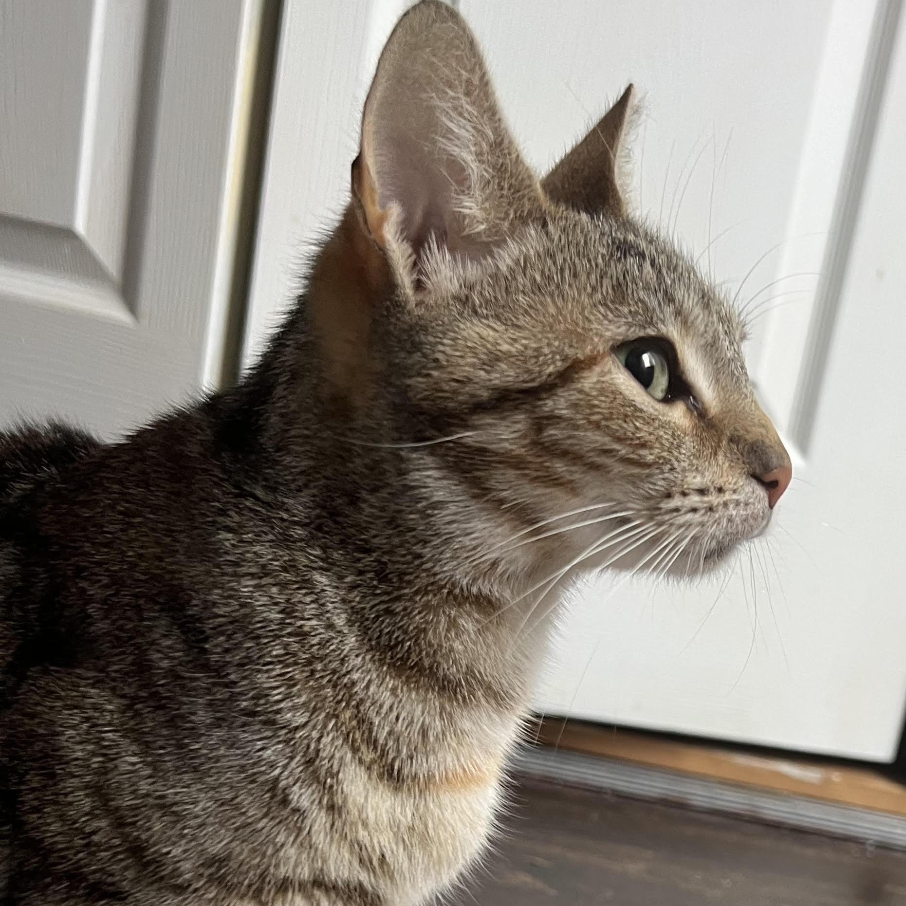 Marmalade and Macie Our Gorgeous Friendly Torbies, a ADOPTABLE Torbie in Marlton, NJ image 5/5