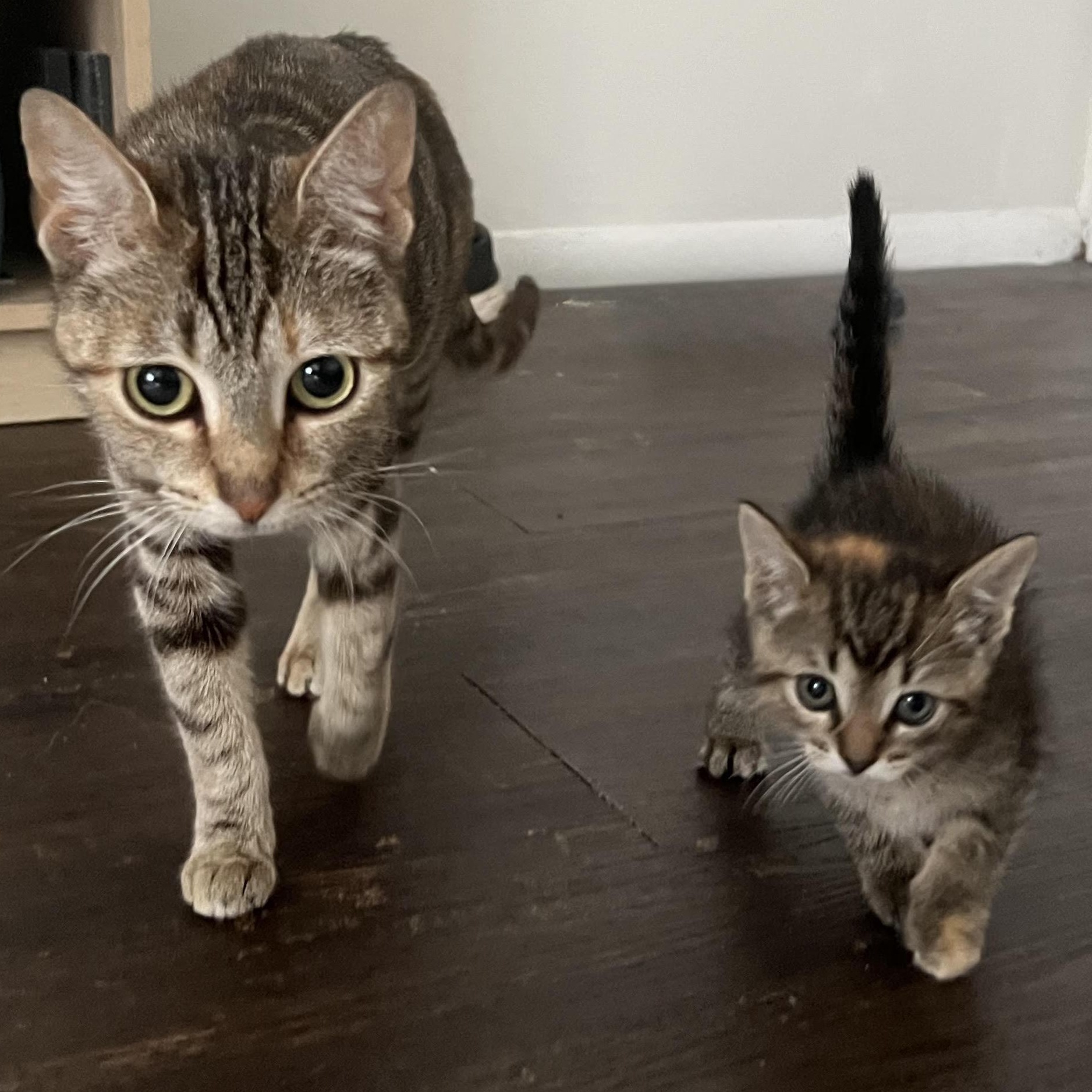 Marmalade and Macie Our Gorgeous Friendly Torbies, ADOPTABLE, Kitten Female Torbie.