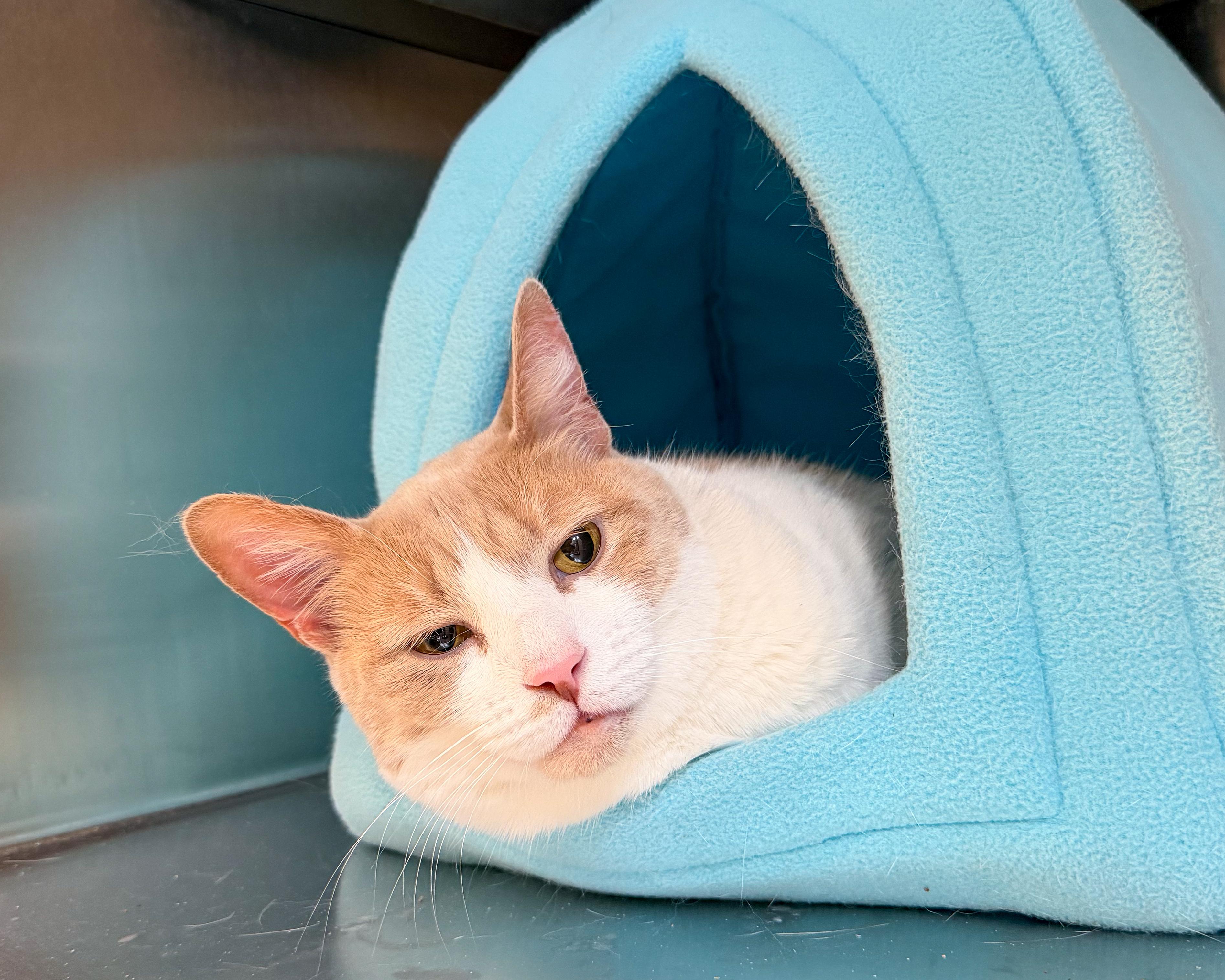 Enlarge Mikayla, a Adoptable American Shorthair in Scituate, MA image 1/1