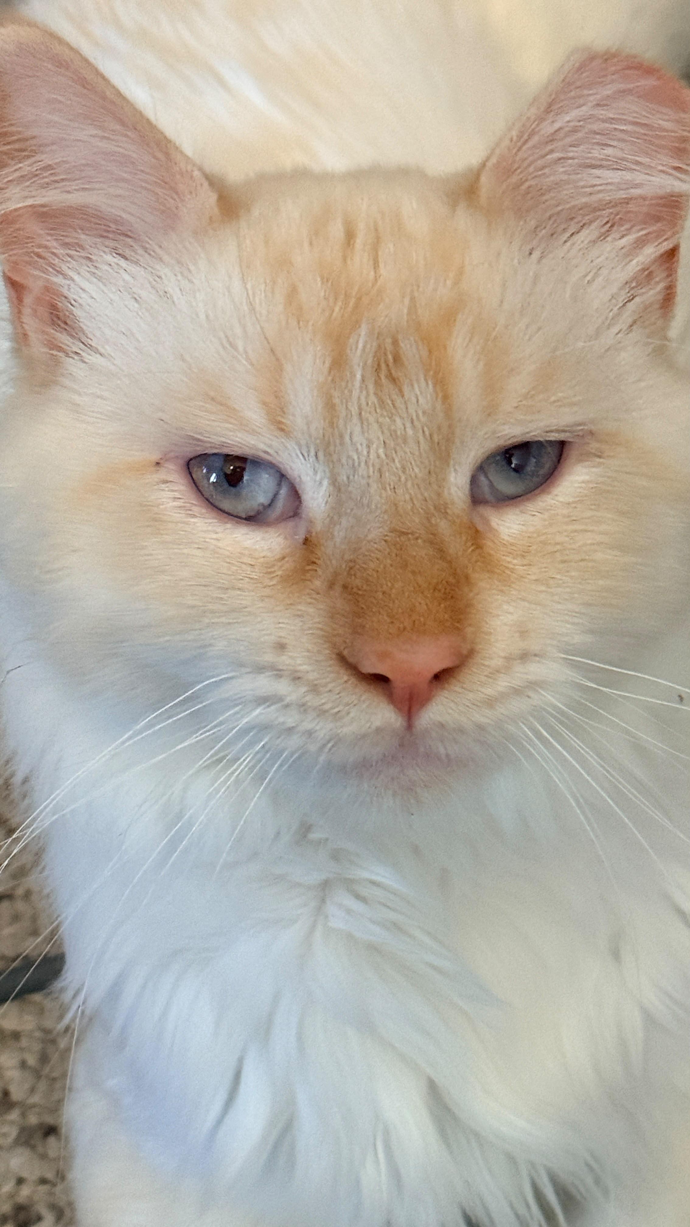 Ollie, Adopted, Young Male Siamese.