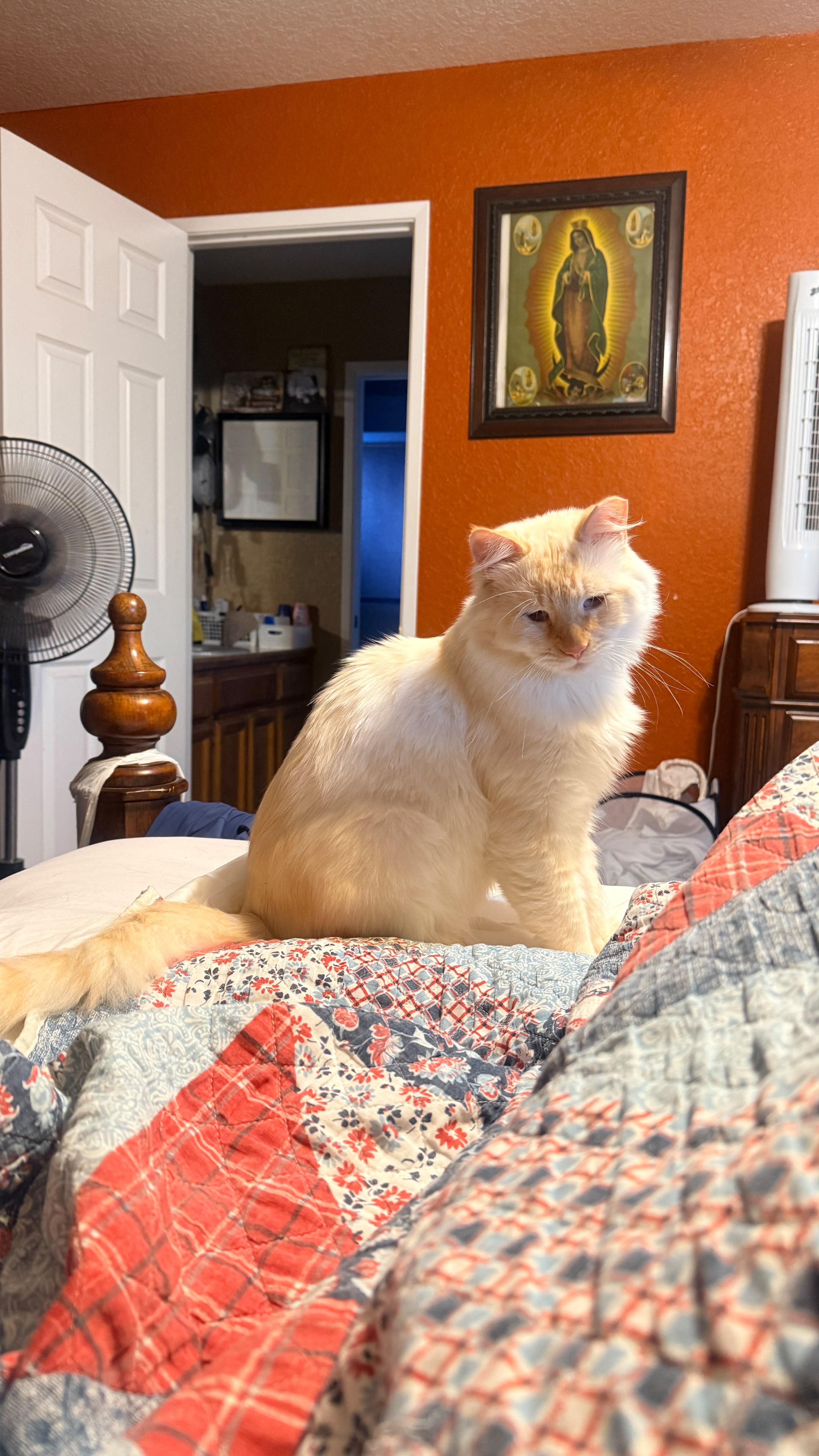 Enlarge Ollie, a Adopted Siamese in San Jose, CA image 2/5