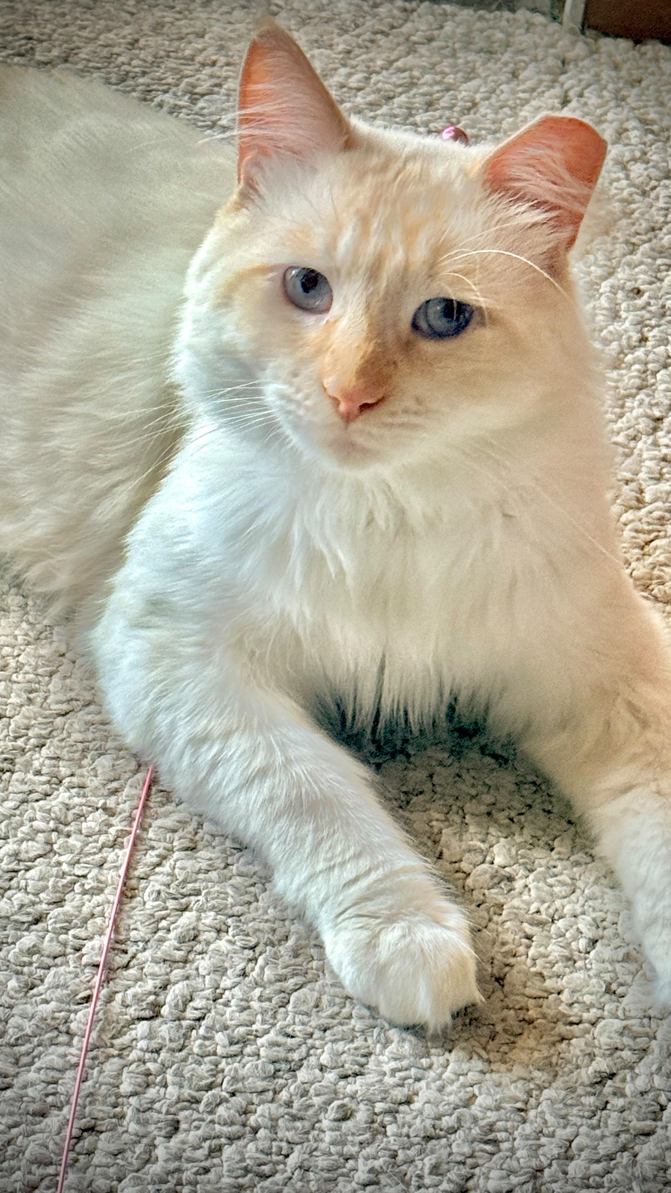 Enlarge Ollie, a Adopted Siamese in San Jose, CA image 3/5