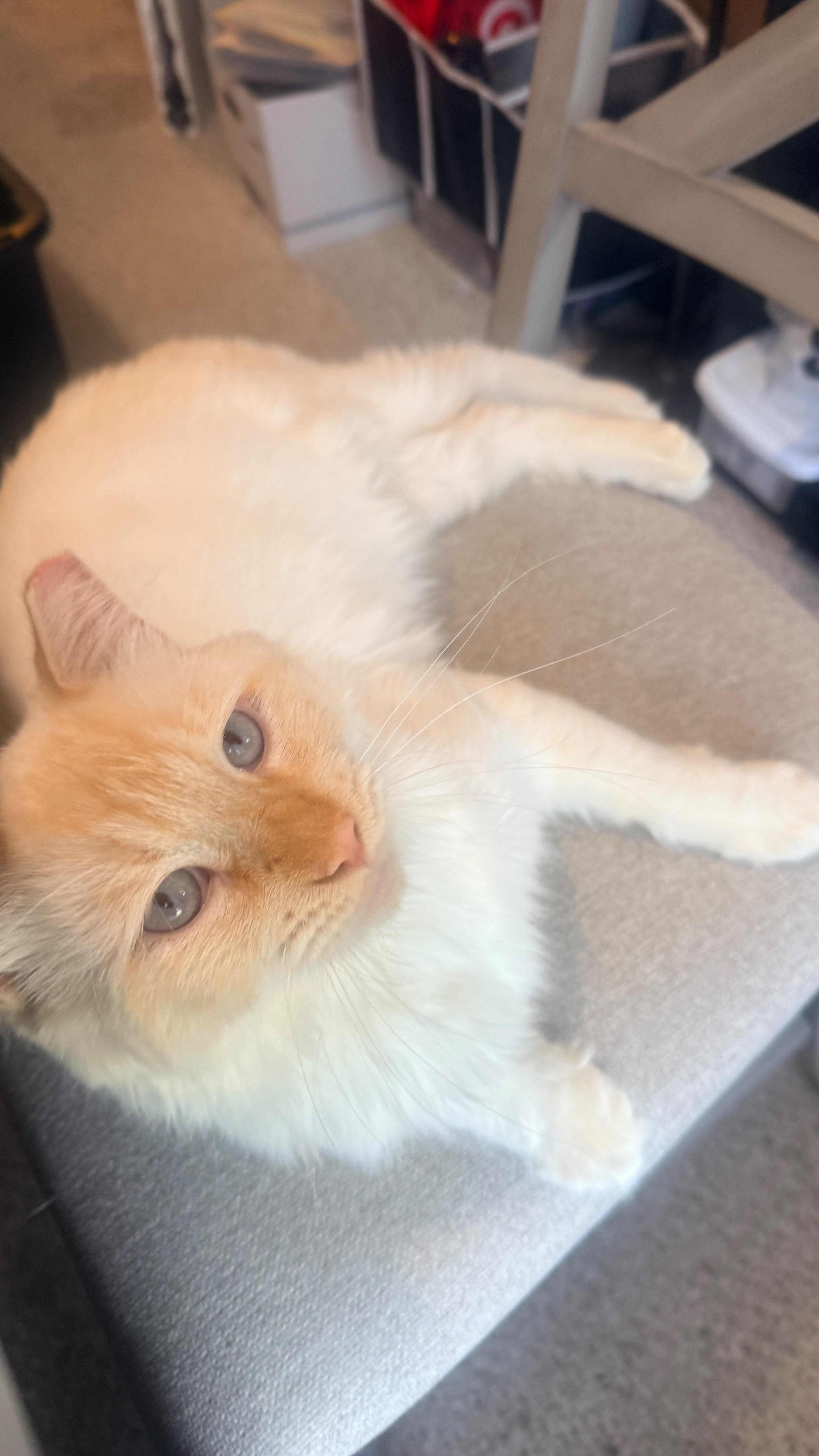 Enlarge Ollie, a Adopted Siamese in San Jose, CA image 5/5