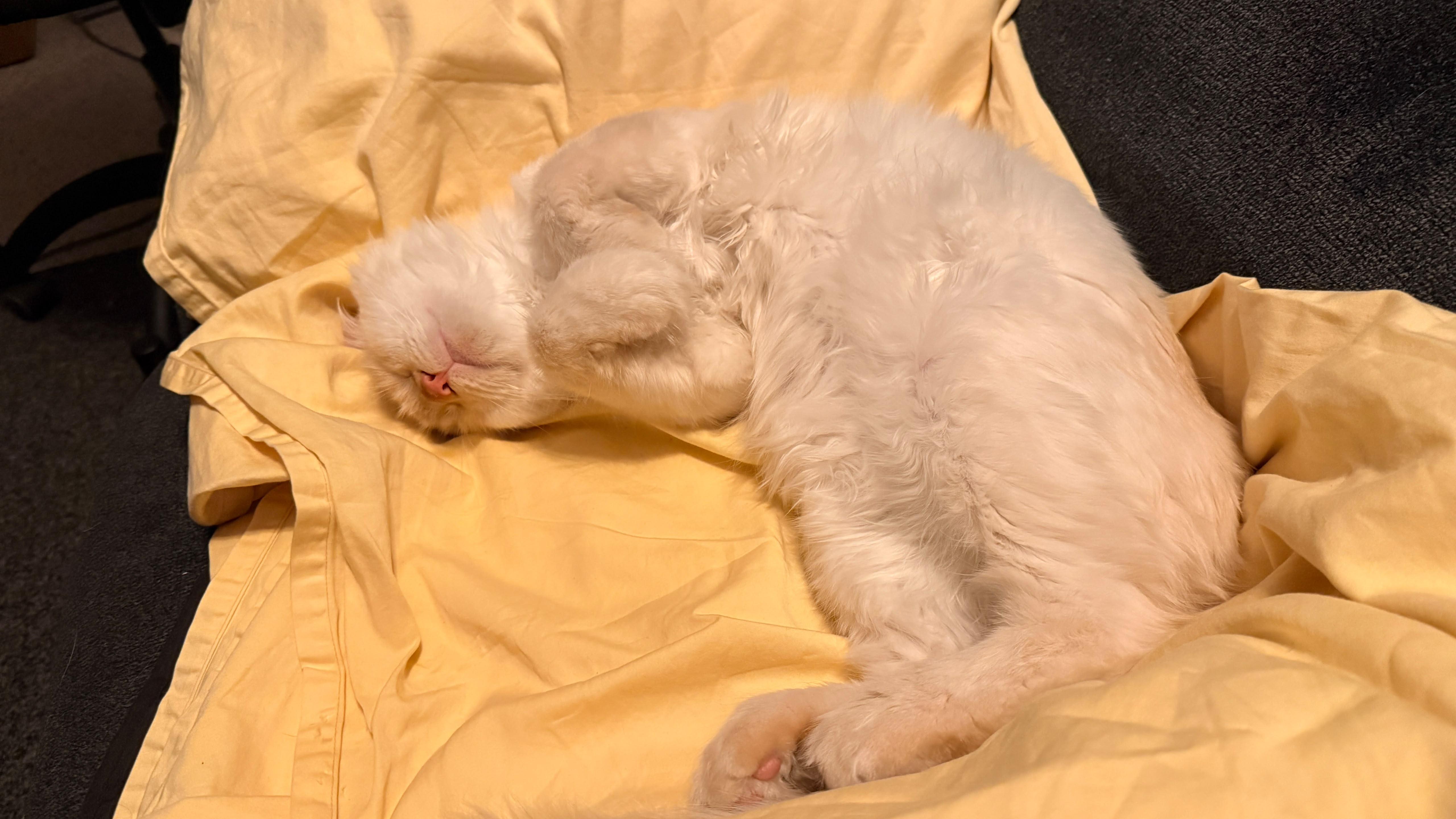 Enlarge Ollie, a Adopted Siamese in San Jose, CA image 4/5