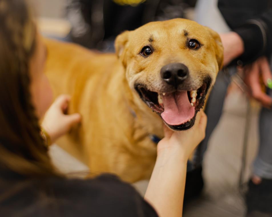 Enlarge BEAR, a Adoptable mixed breed in Tulsa, OK image 1/1