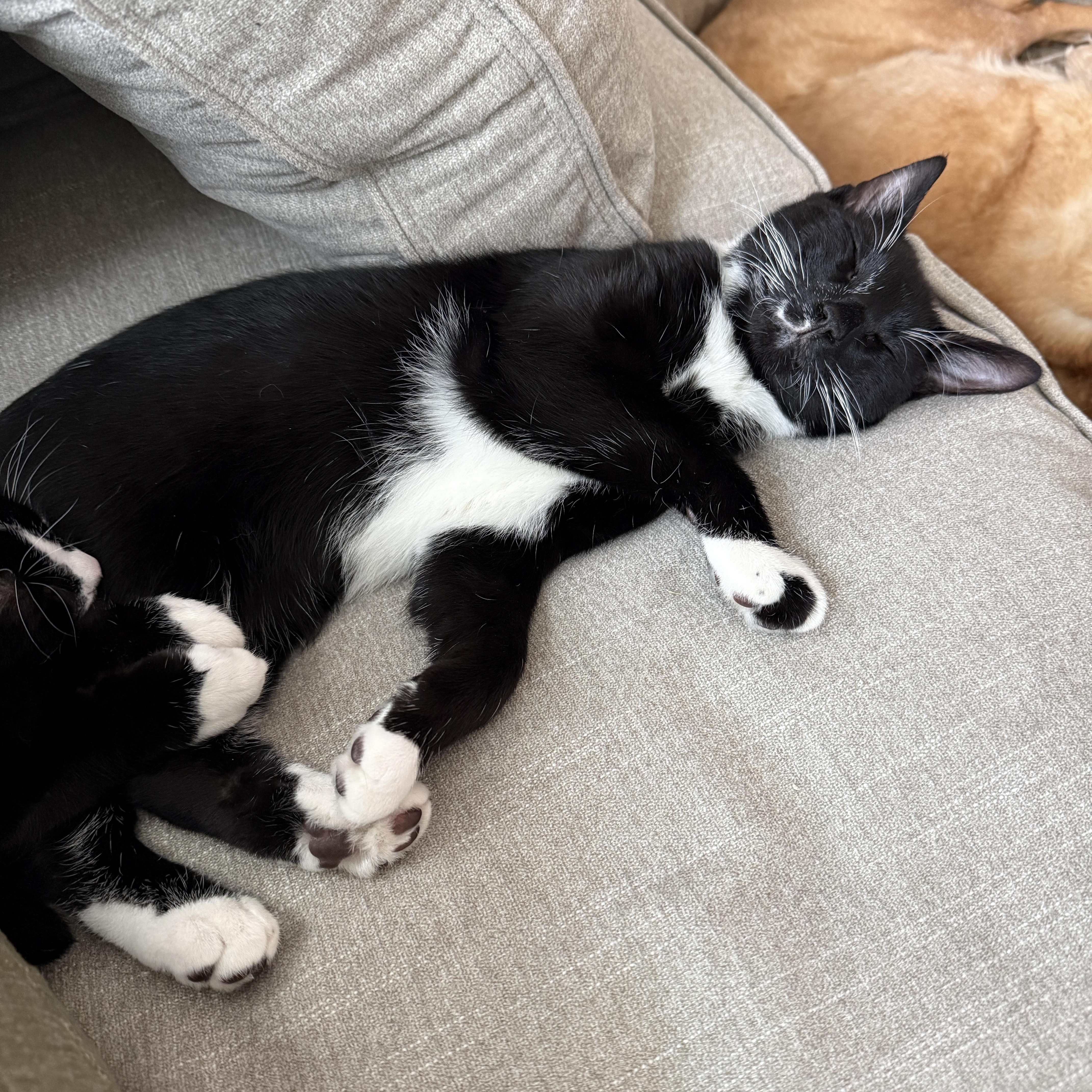 Enlarge Danny, a ADOPTABLE mixed breed in Waxhaw, NC image 2/5