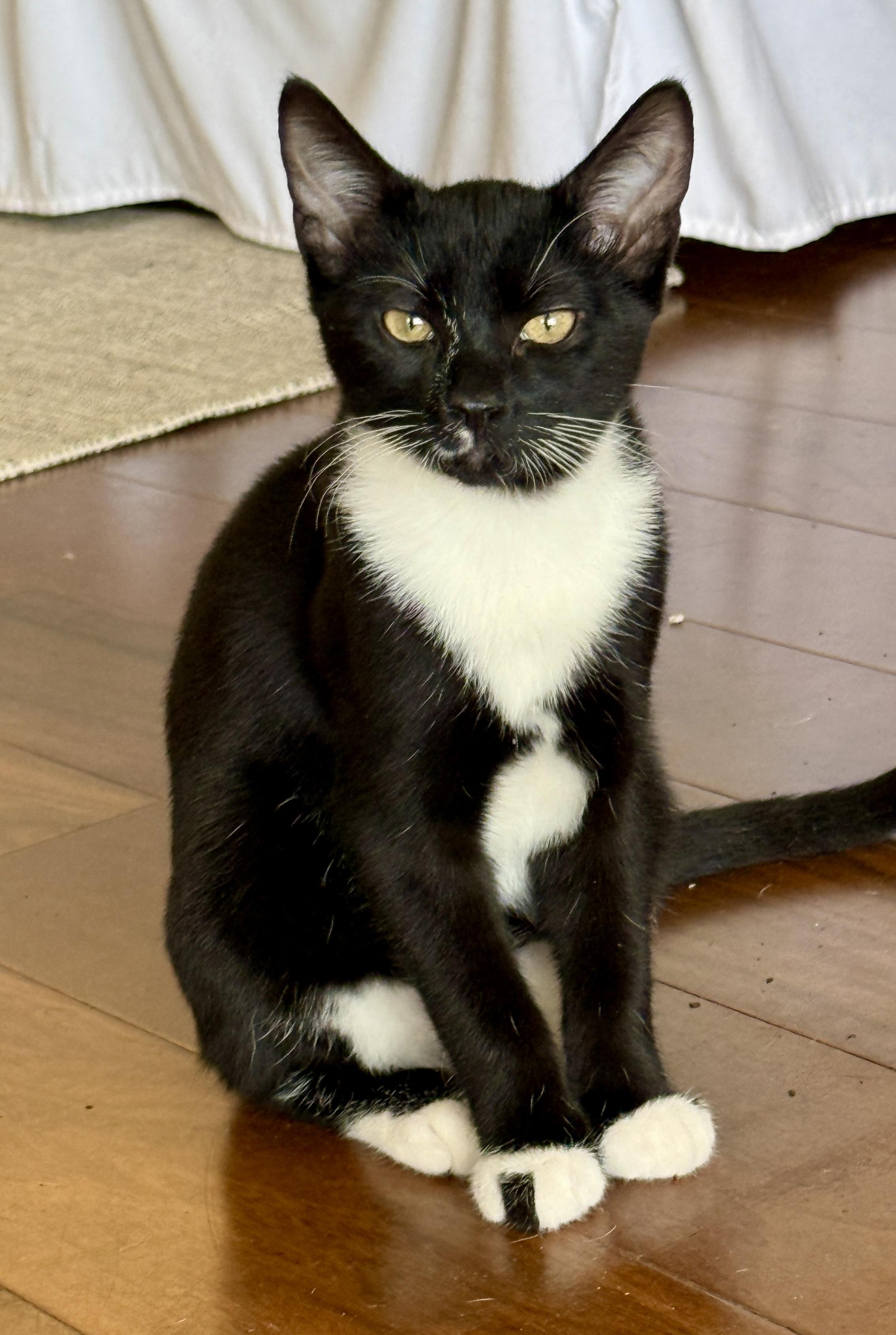 Enlarge Danny, a ADOPTABLE Tuxedo in Waxhaw, NC image 1/5