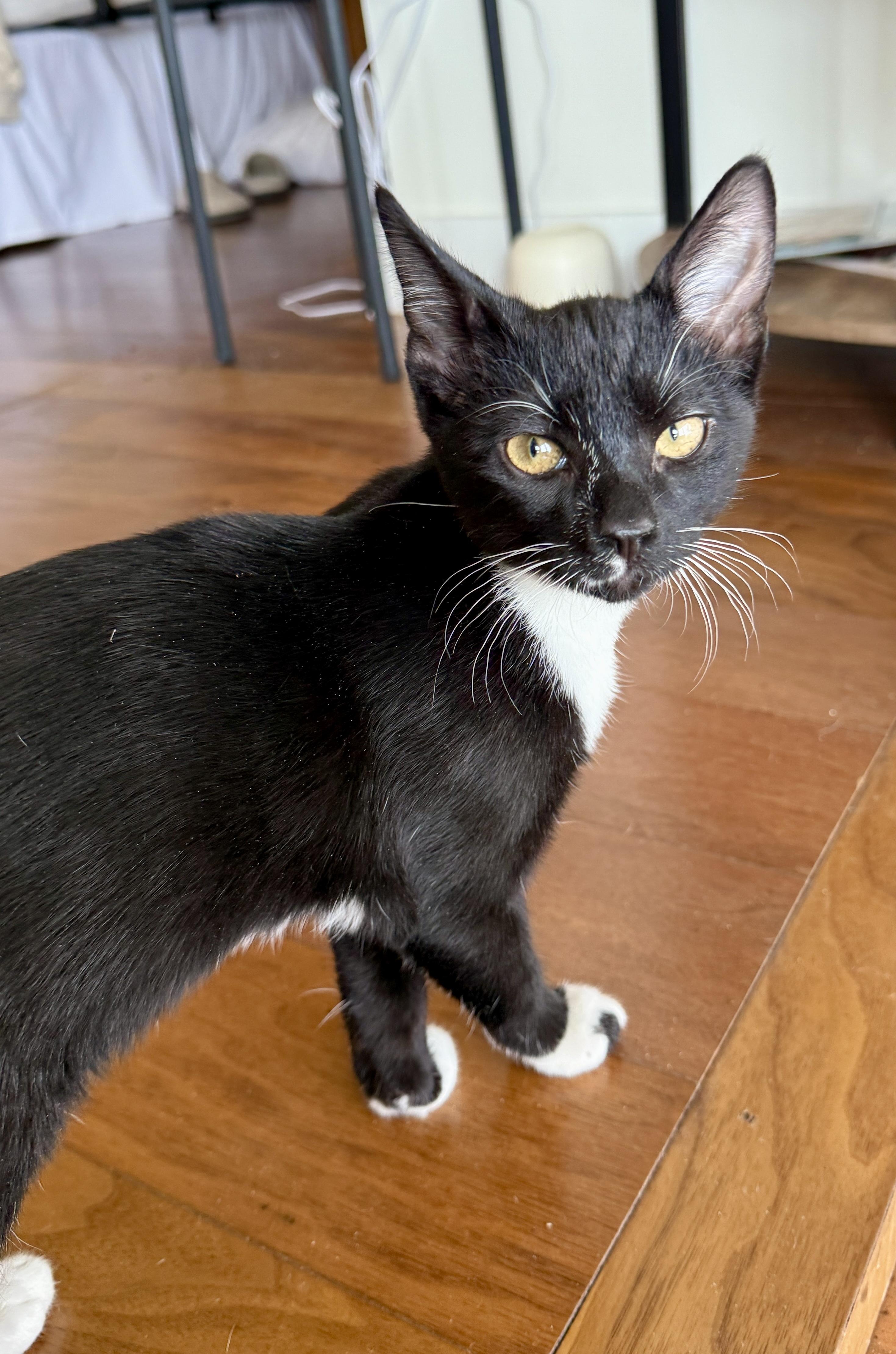 Enlarge Danny, a ADOPTABLE Tuxedo in Waxhaw, NC image 2/5