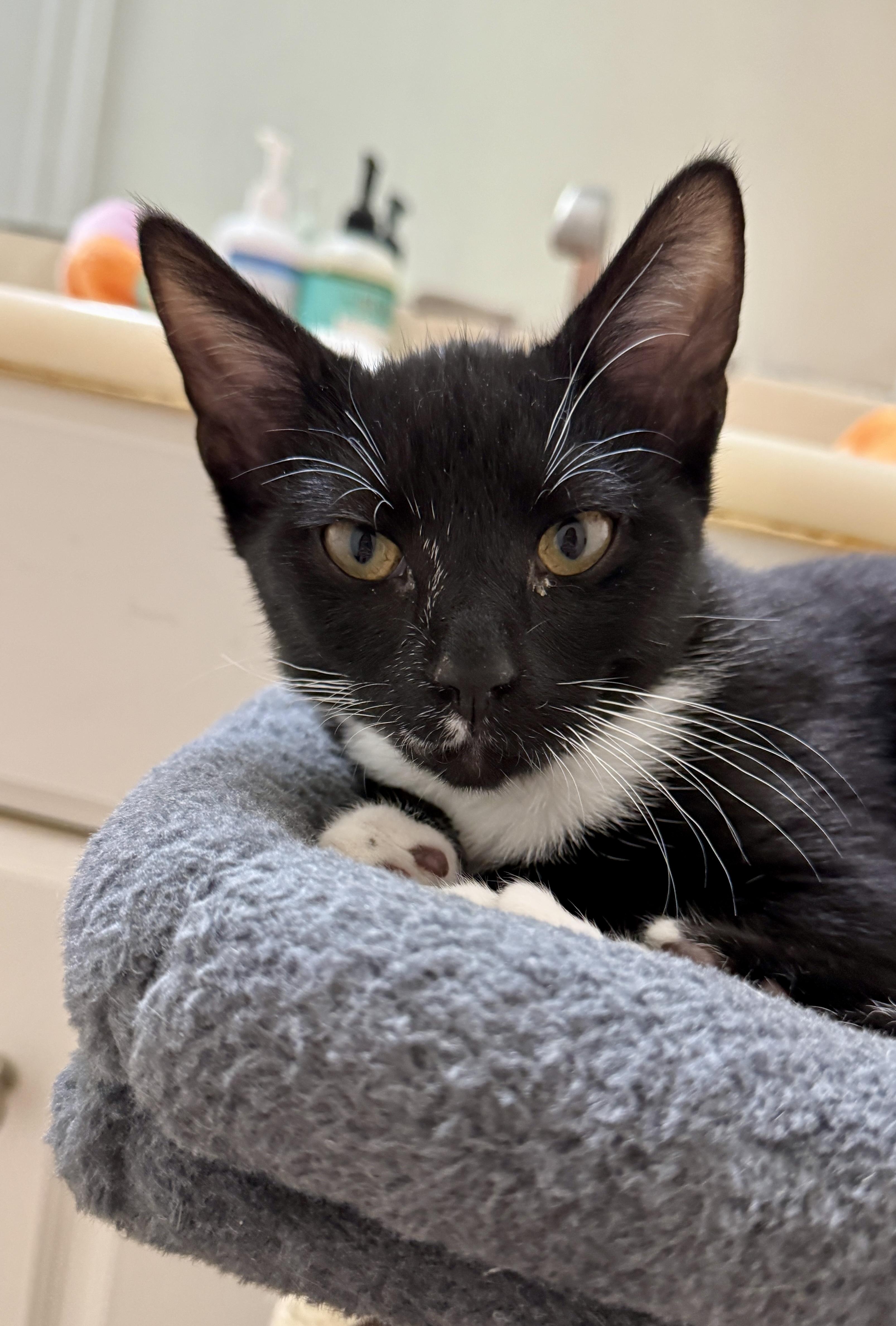 Enlarge Danny, a ADOPTABLE Tuxedo in Waxhaw, NC image 3/5