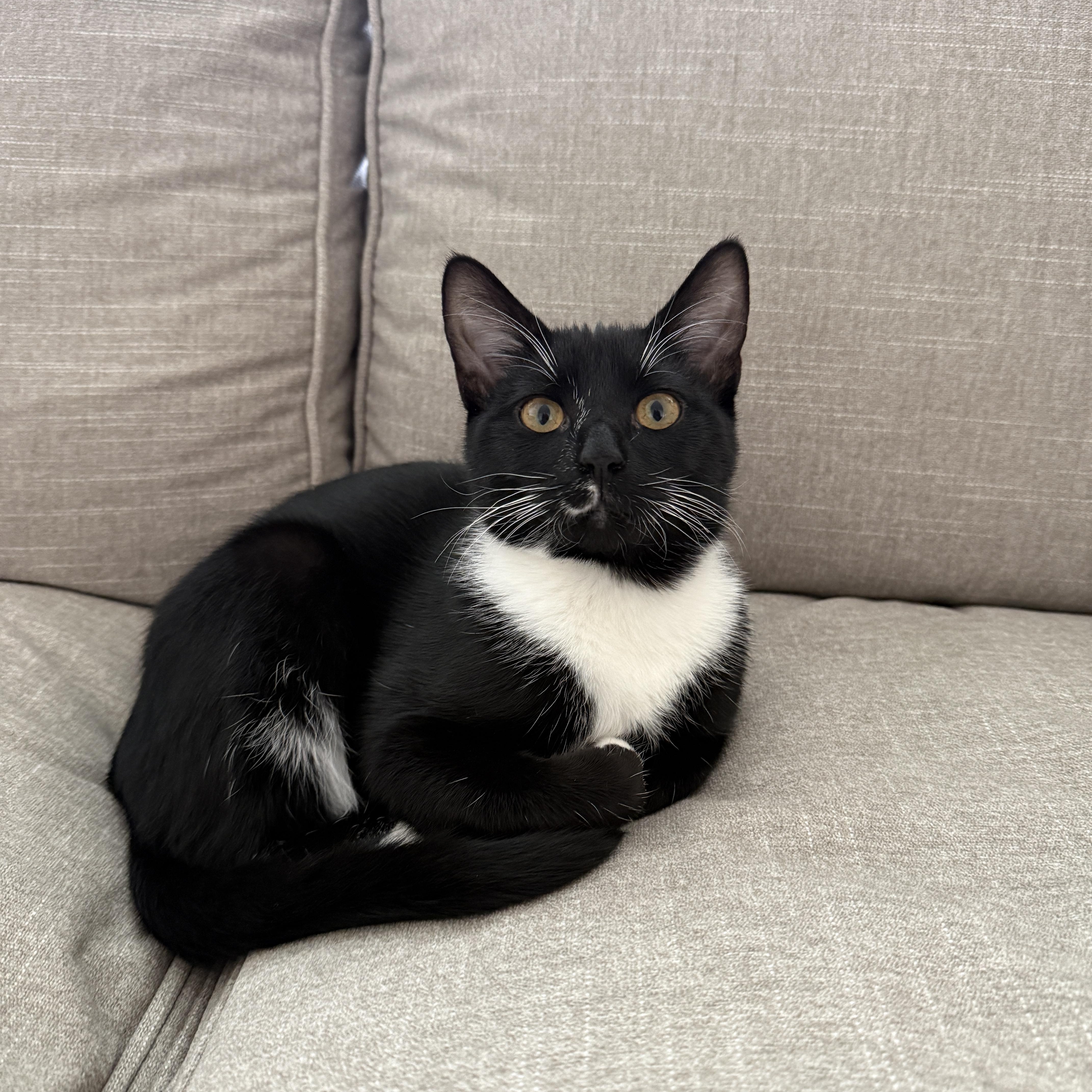 Danny, ADOPTABLE, Young Male Tuxedo.