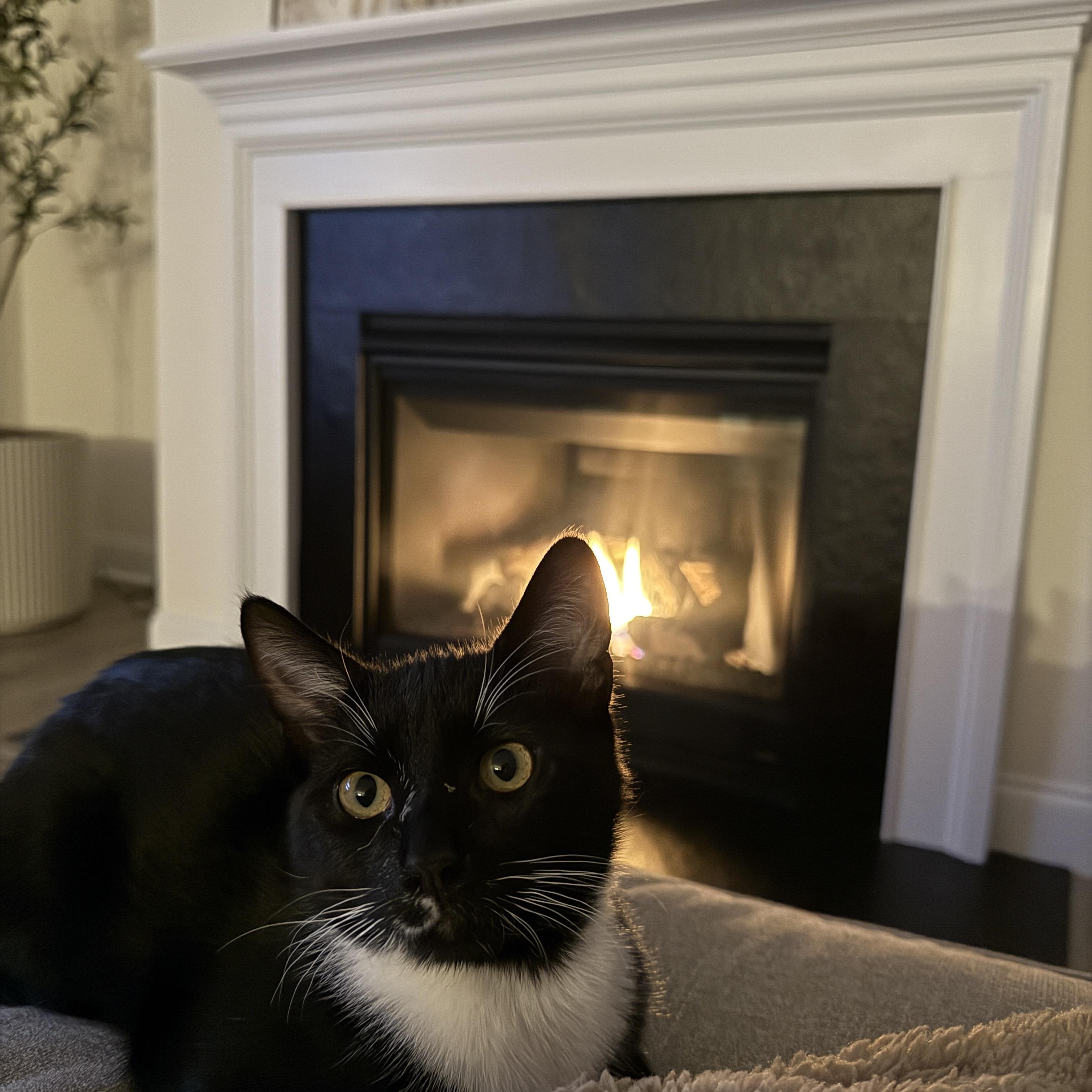 Enlarge Danny, a ADOPTABLE mixed breed in Waxhaw, NC image 3/5