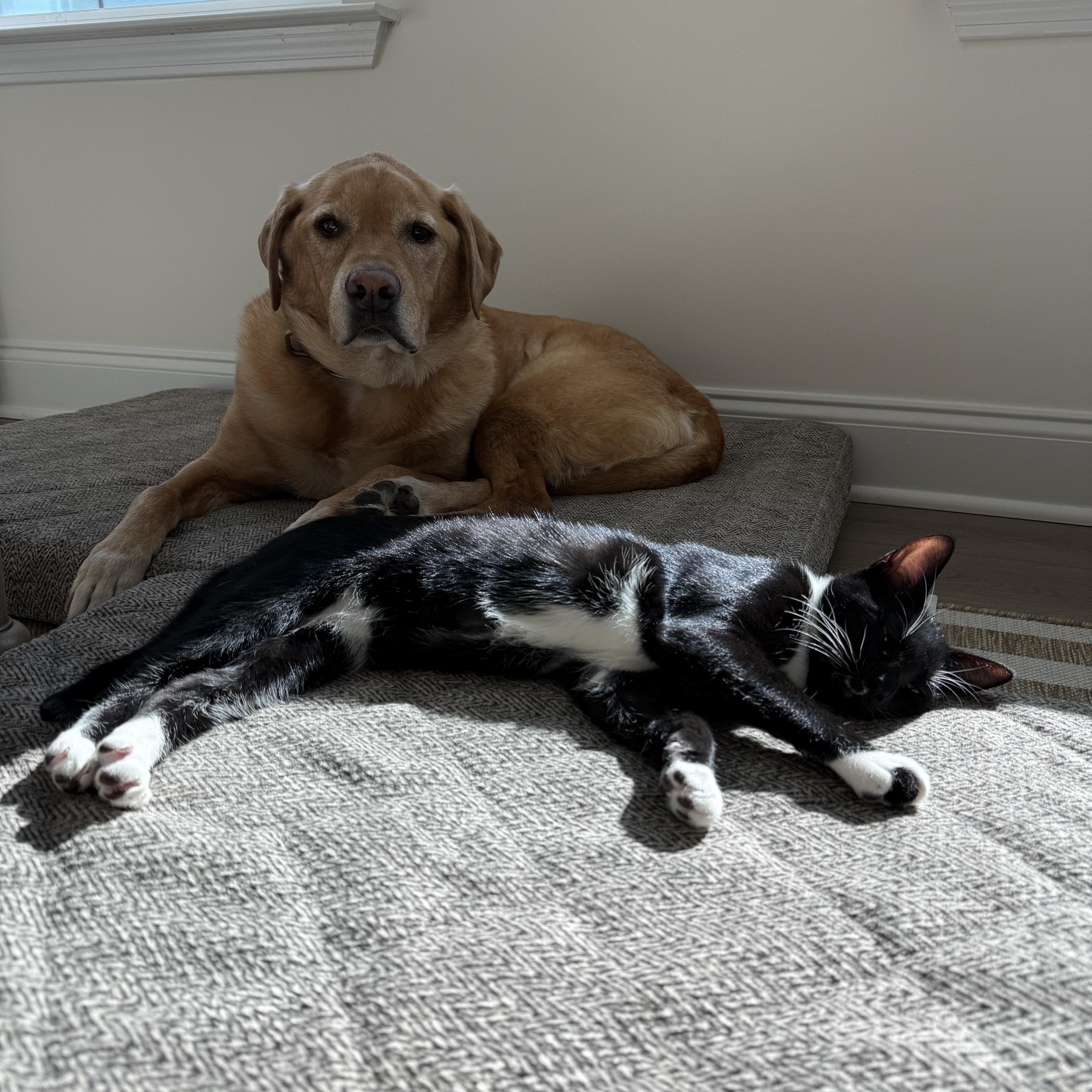 Enlarge Danny, a ADOPTABLE mixed breed in Waxhaw, NC image 5/5