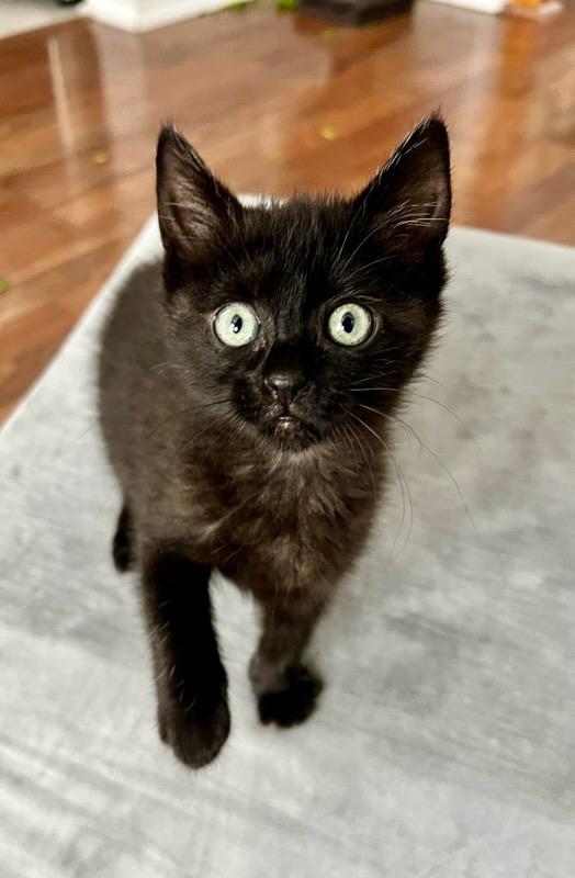 Enlarge Cricket, a Adoptable mixed breed in Richland Hills, TX image 3/3