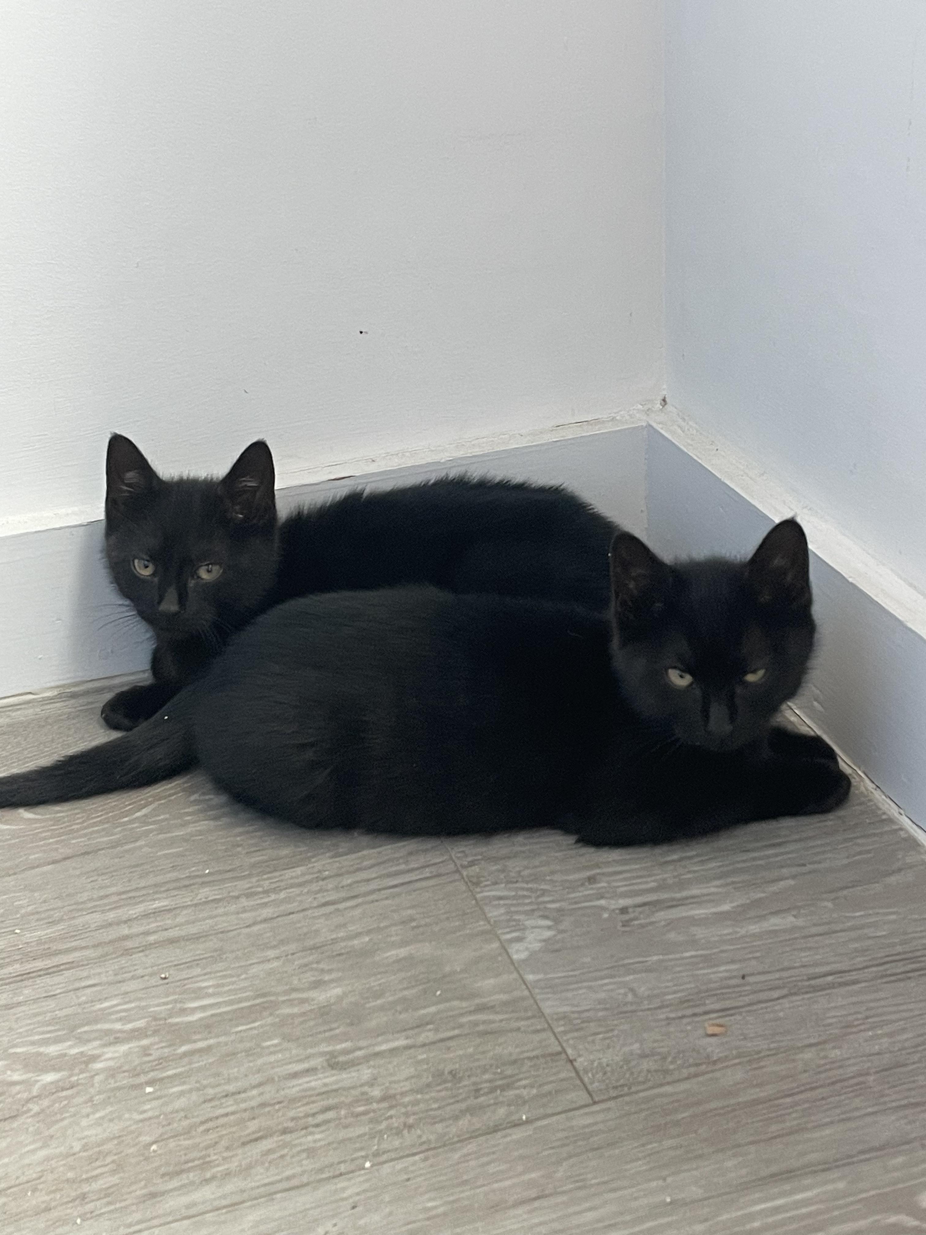 Bingo, Baby Male Domestic Short Hair