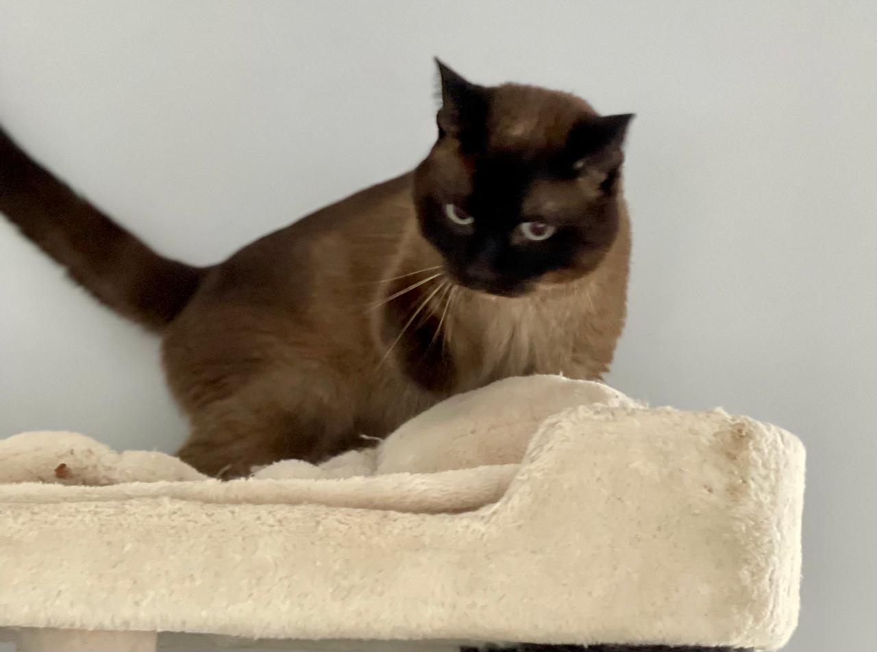 Niko, adopted, Young Male Burmese & Siamese.