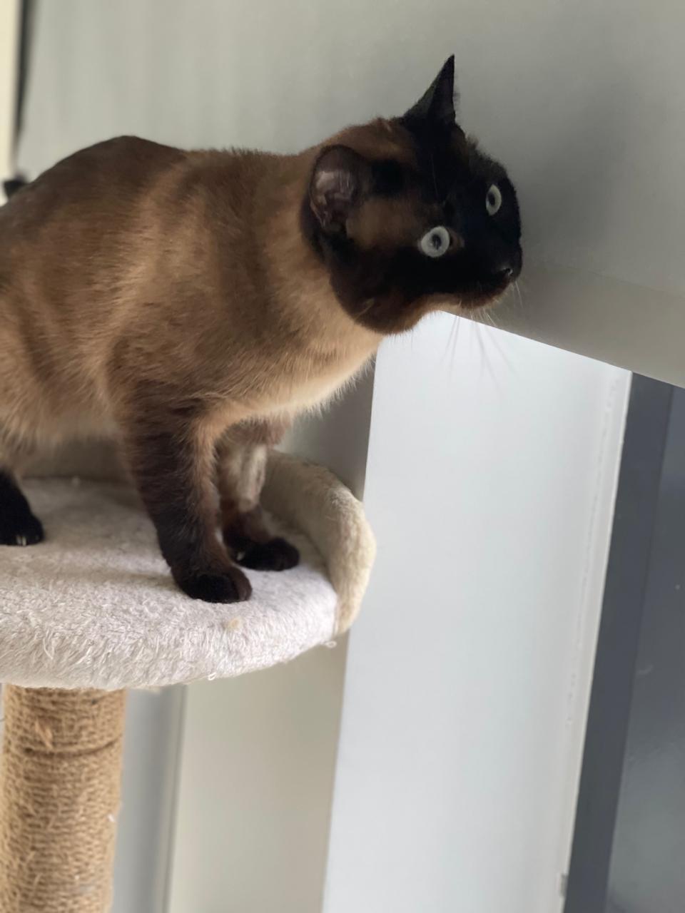 Enlarge Niko, an adopted mixed breed in Whitewater, WI image 5/6