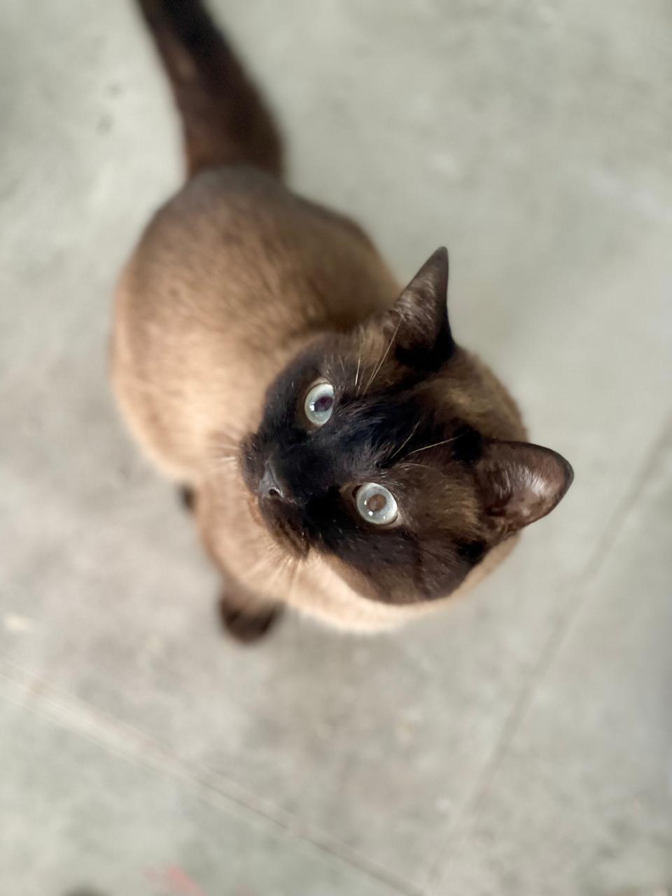 Enlarge Niko, an adopted mixed breed in Whitewater, WI image 6/6