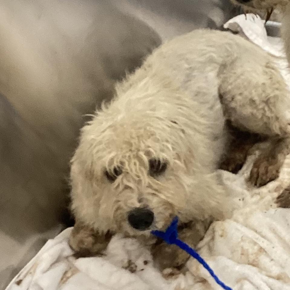 Quarterflash, Adoptable, Young Male Wirehaired Terrier.