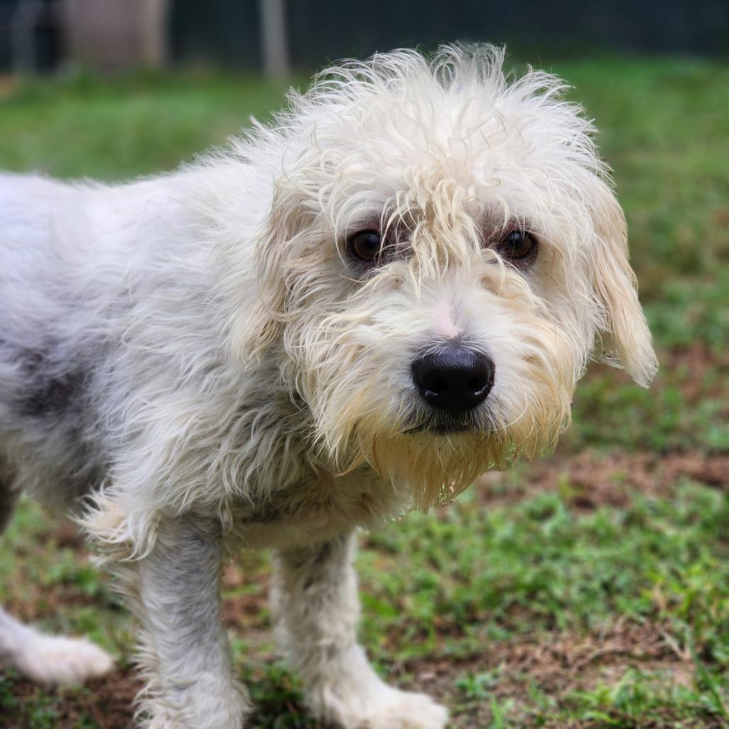 Enlarge Quarterflash, a Adoptable Wirehaired Terrier in Montgomery, AL image 2/2