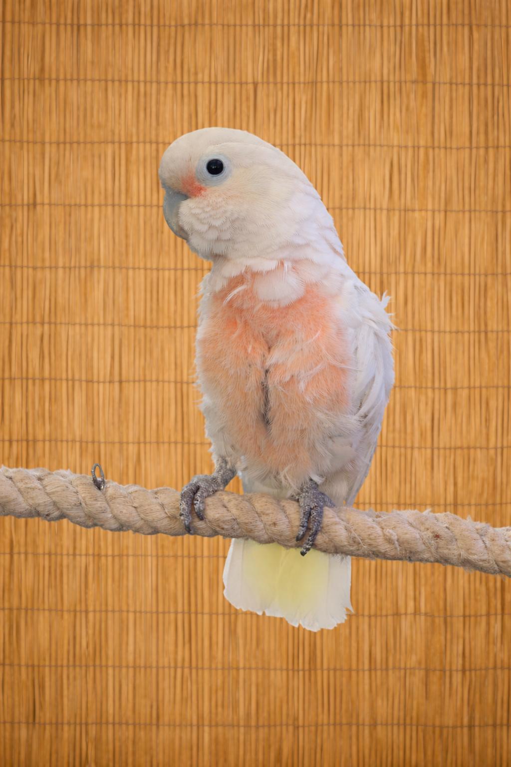 Mr. Peaches The Goffins Cockatoo Available For Adoption Soon, a ADOPTABLE Cockatoo in Vancouver, WA image 1/5