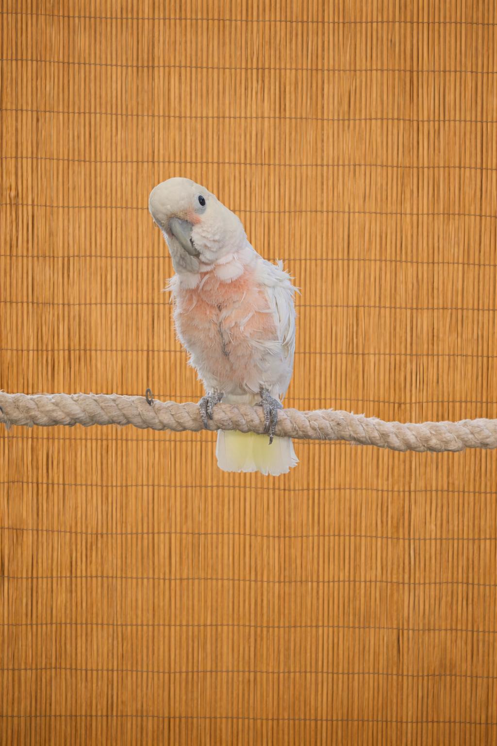 Mr. Peaches The Goffins Cockatoo Available For Adoption Soon, a ADOPTABLE Cockatoo in Vancouver, WA image 5/5