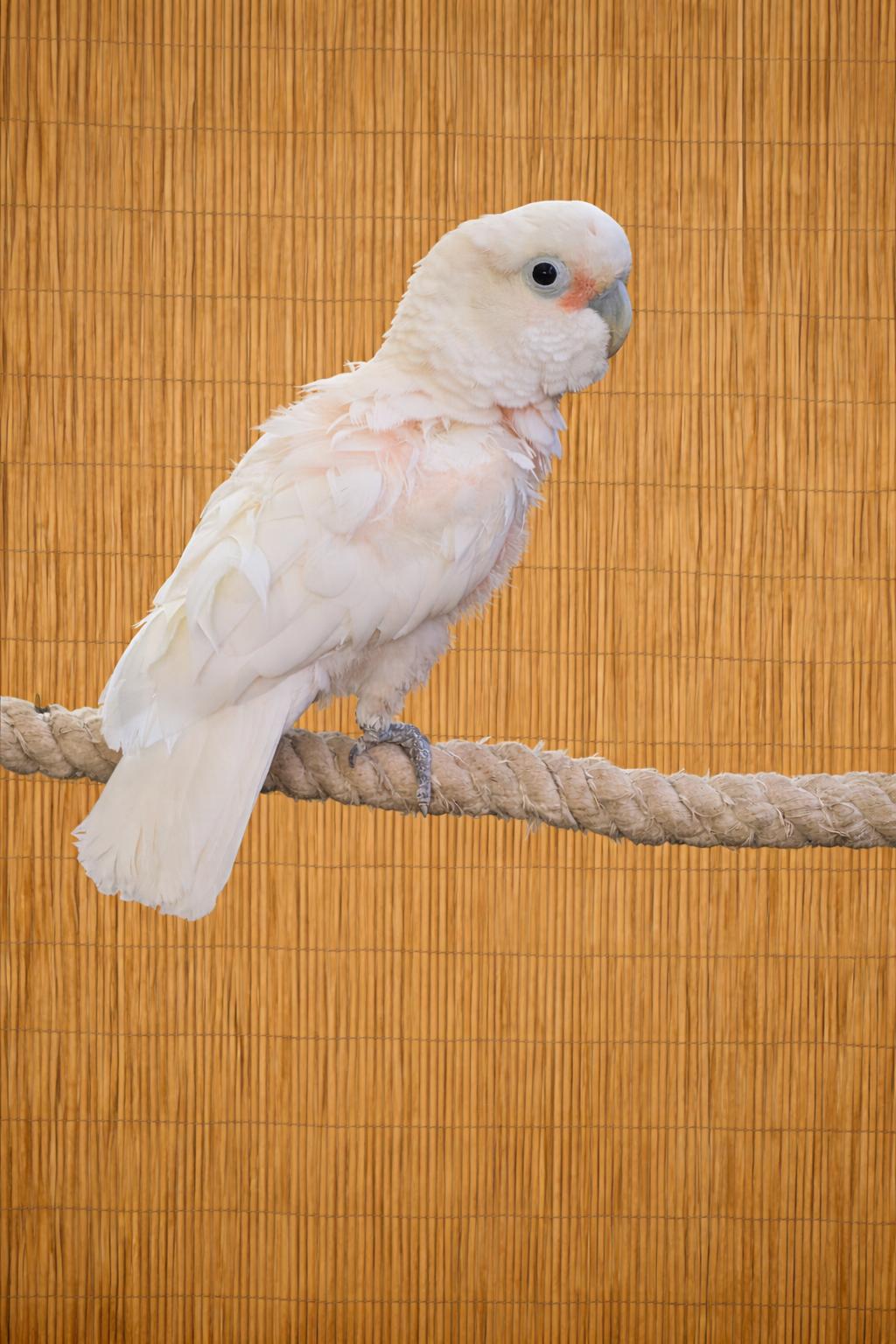 Mr. Peaches The Goffins Cockatoo Available For Adoption Soon, a ADOPTABLE Cockatoo in Vancouver, WA image 4/5