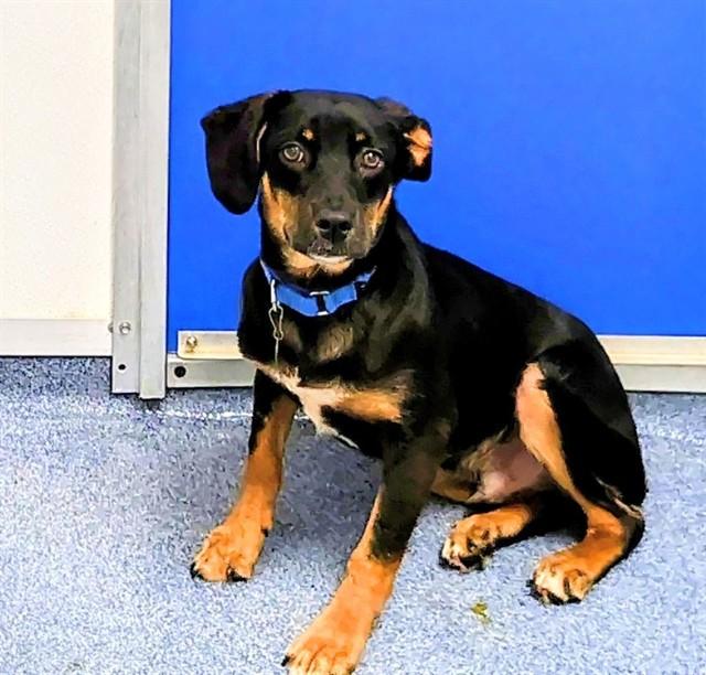 Enlarge FLURRY, a Adoptable mixed breed in Saint Louis, MO image 1/1