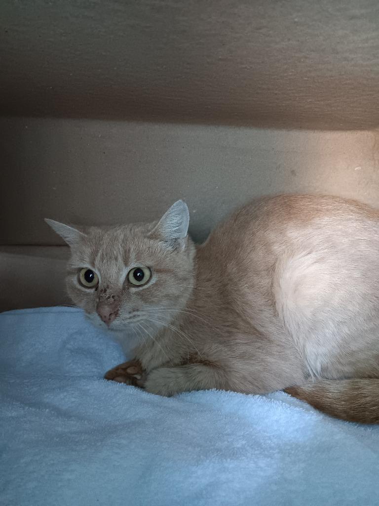 Vanilla Creme Brulee (Bones), Adoptable, Young Female Domestic Short Hair.