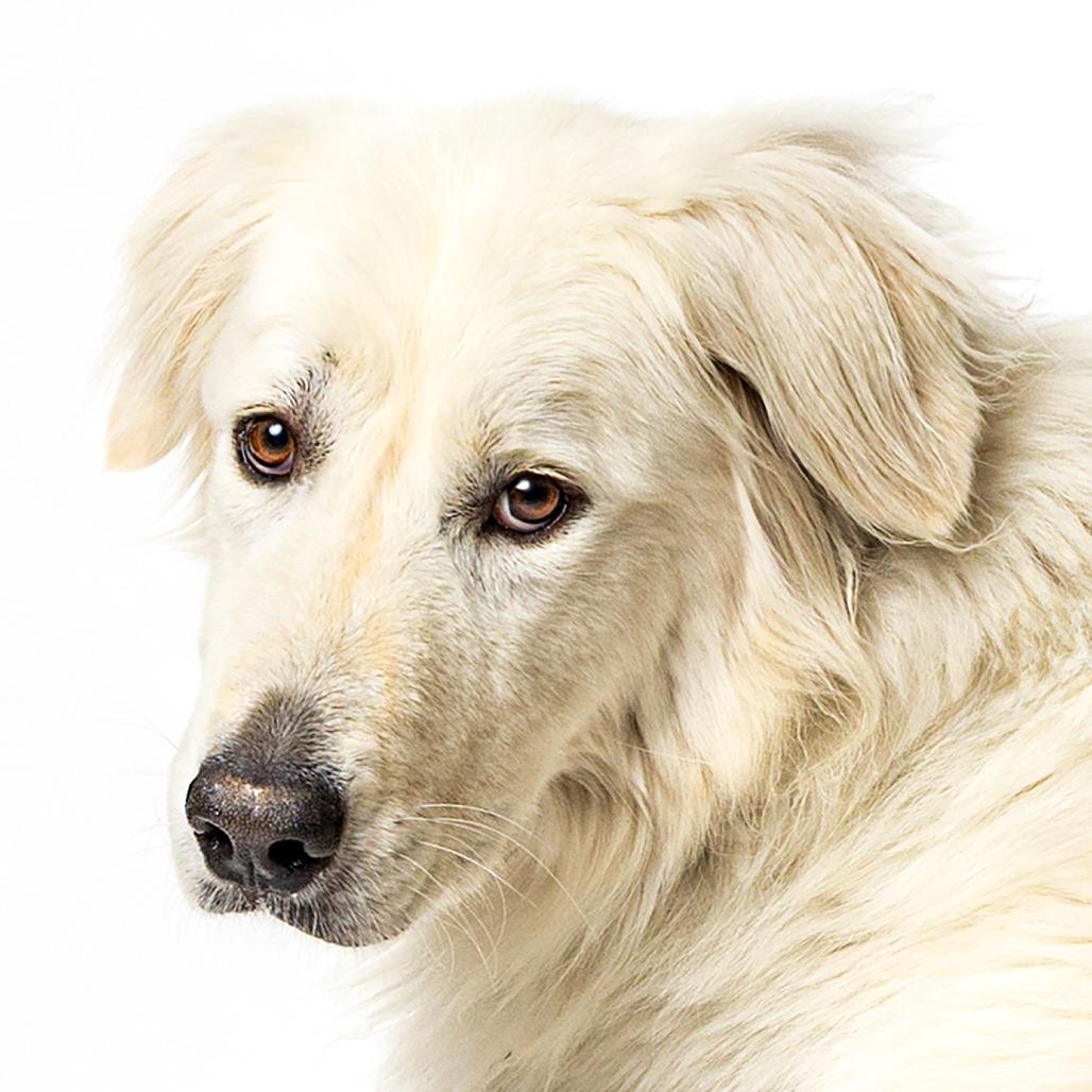 Elizalde, Adoptable, Adult Male Great Pyrenees.