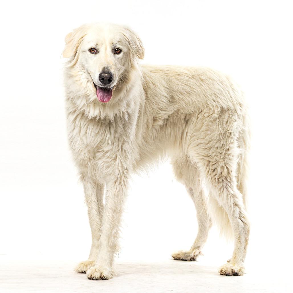 Elizalde, a Adoptable Great Pyrenees in Lakehead, CA image 2/5