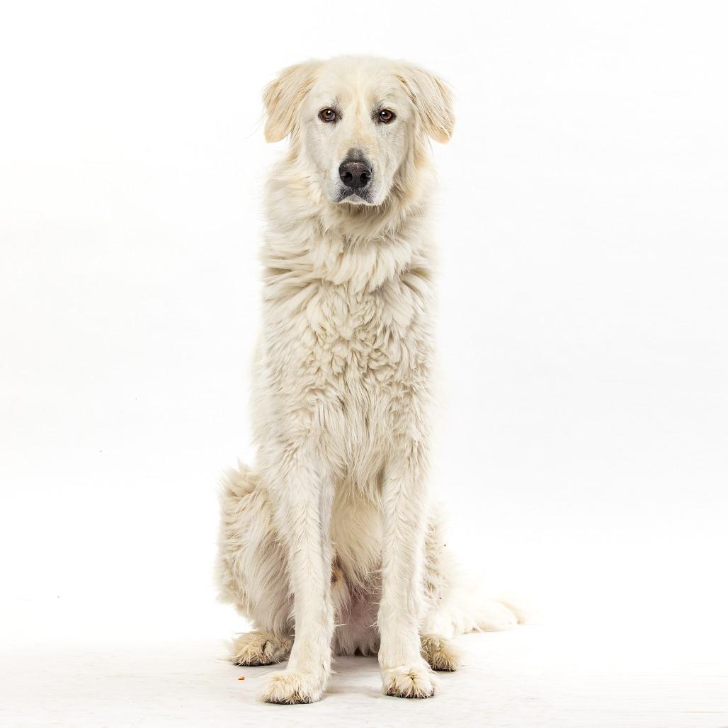 Elizalde, a Adoptable Great Pyrenees in Lakehead, CA image 3/5