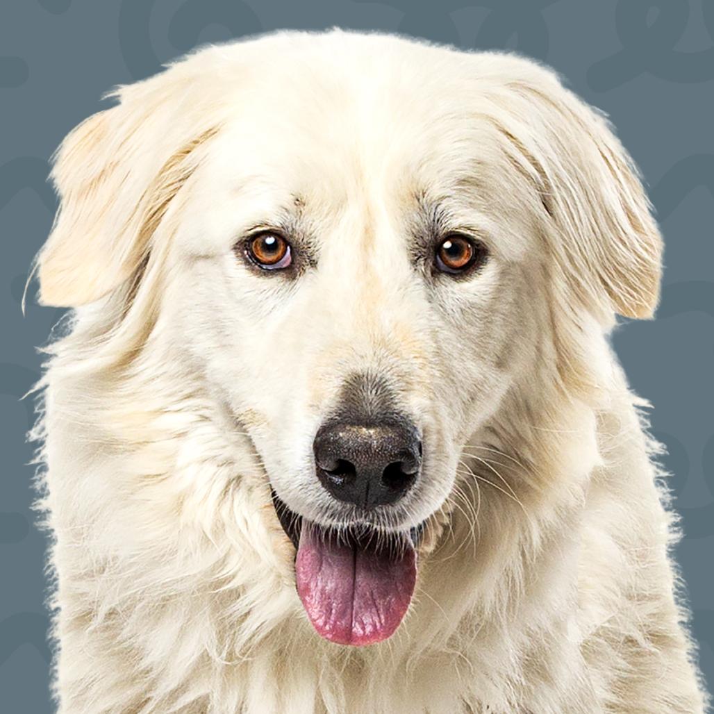 Elizalde, a Adoptable Great Pyrenees in Lakehead, CA image 4/5