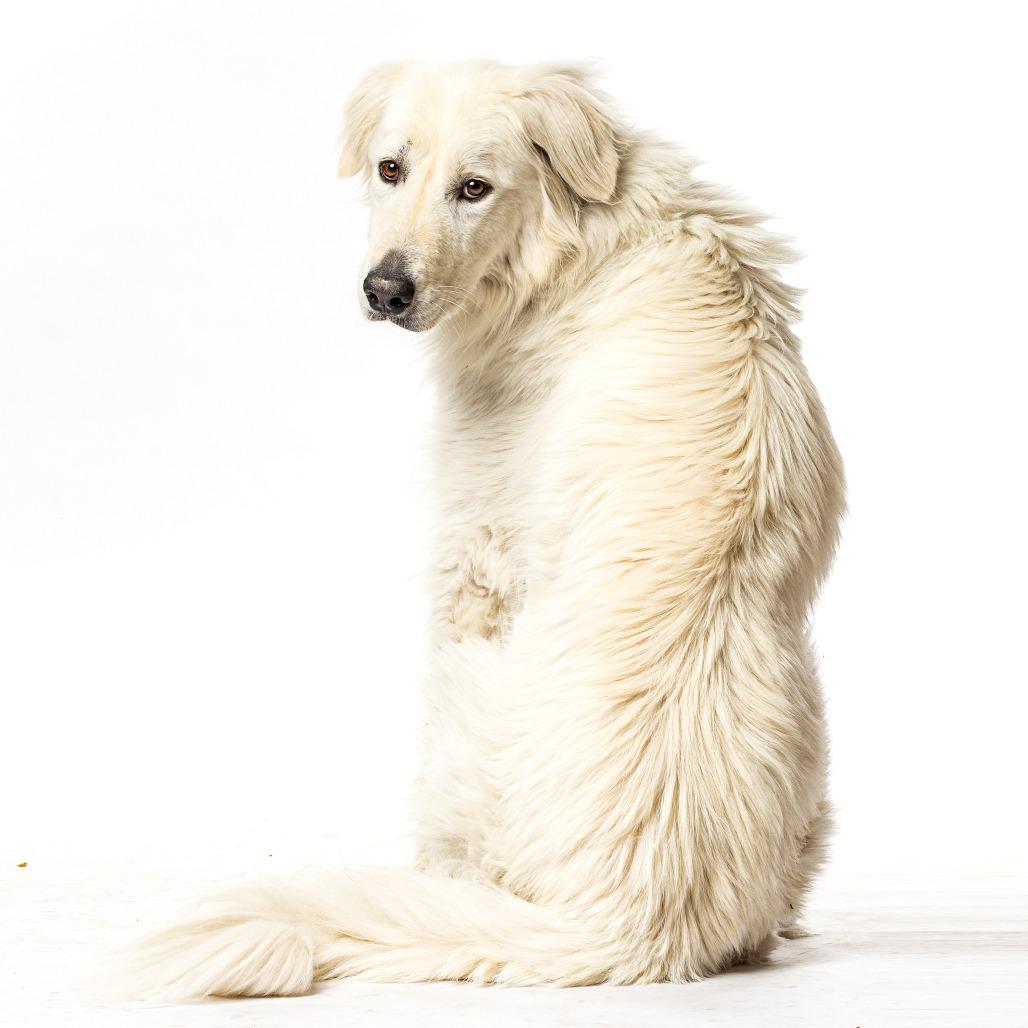 Elizalde, a Adoptable Great Pyrenees in Lakehead, CA image 5/5