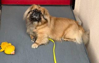 Niko, a Adopted Pekingese in Santa Ana, CA image 1/3