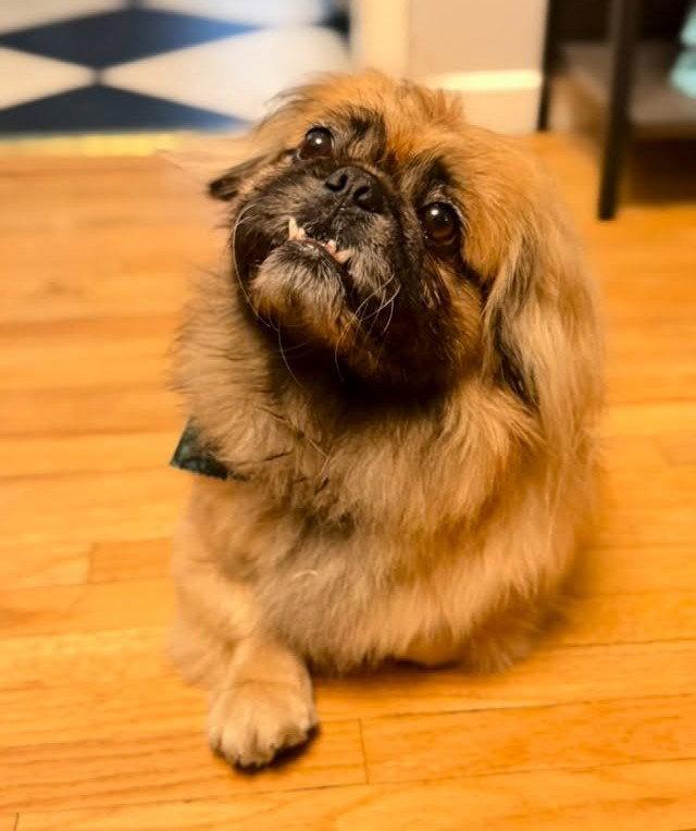 Niko, a Adopted Pekingese in Santa Ana, CA image 2/3