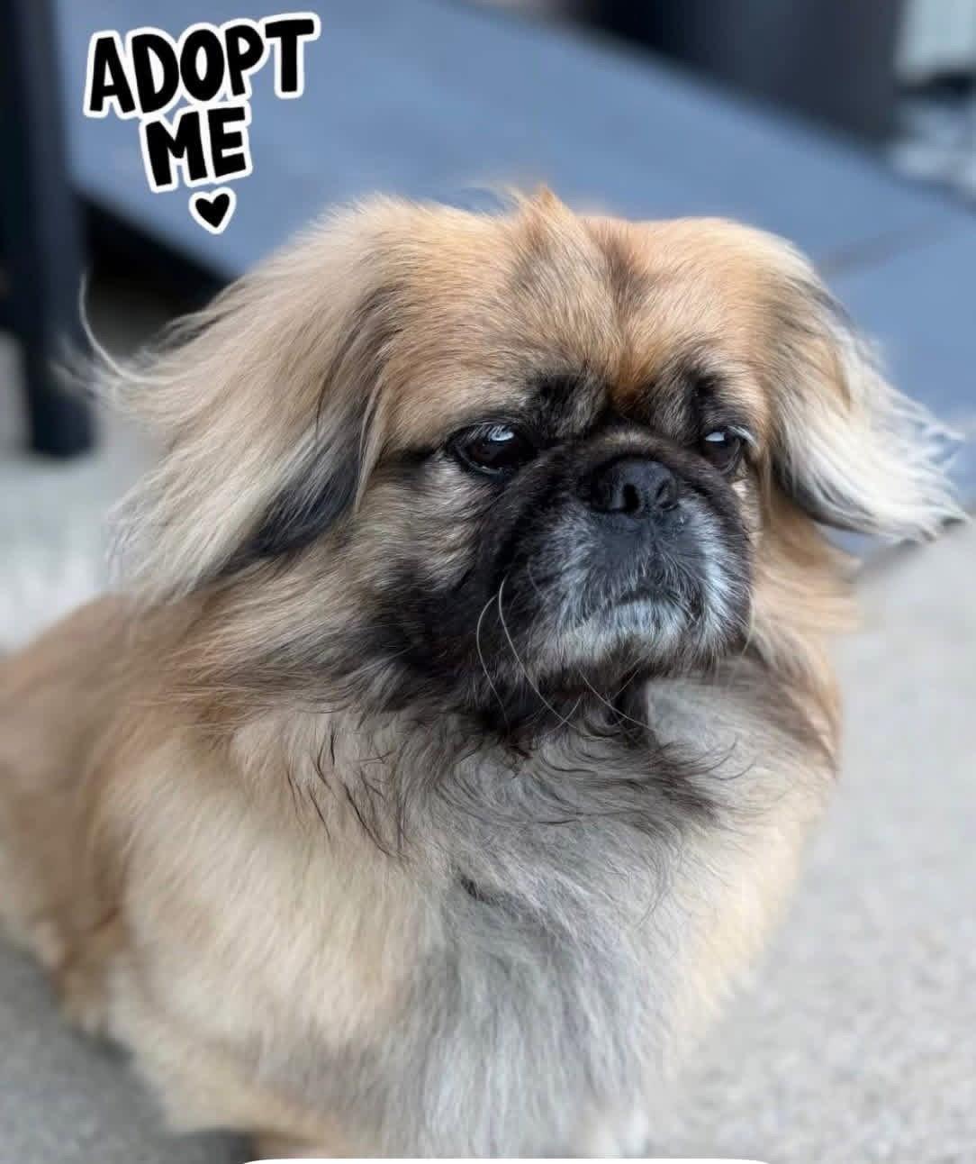 Niko, a Adopted Pekingese in Santa Ana, CA image 3/3