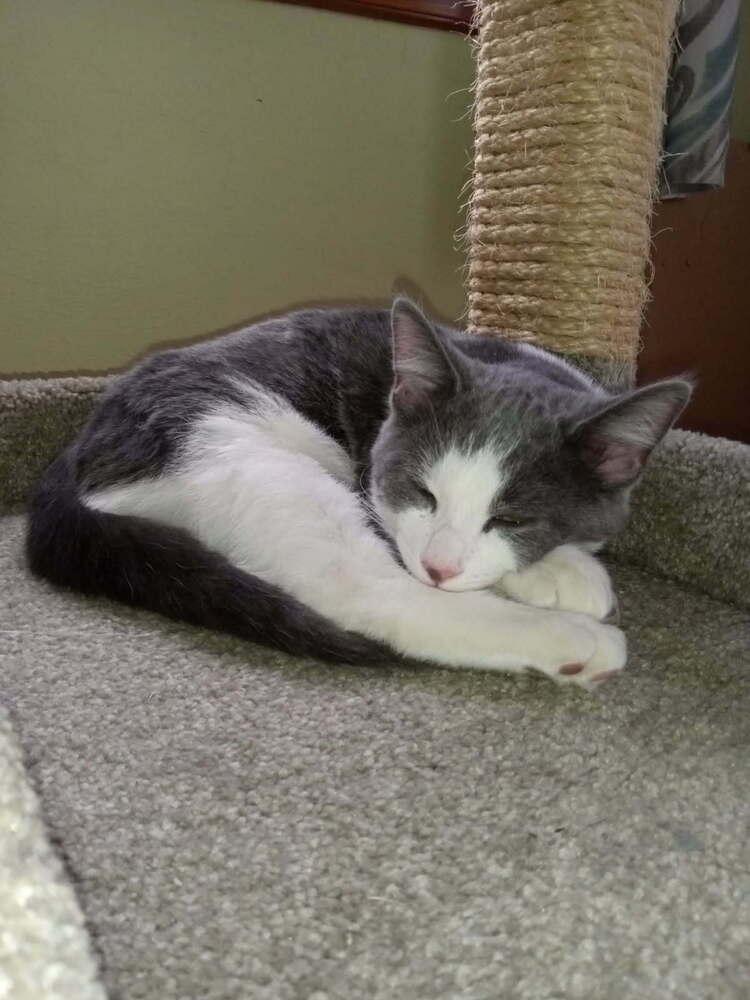 Kirby, Adoptable, Kitten Male Domestic Short Hair.