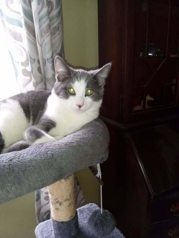 Enlarge Kirby, a Adoptable mixed breed in Olyphant, PA image 2/2