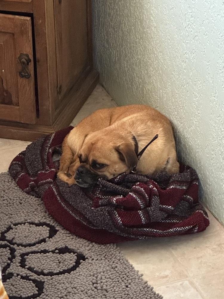 Enlarge Hank, a Adopted mixed breed in Escondido, CA image 1/6