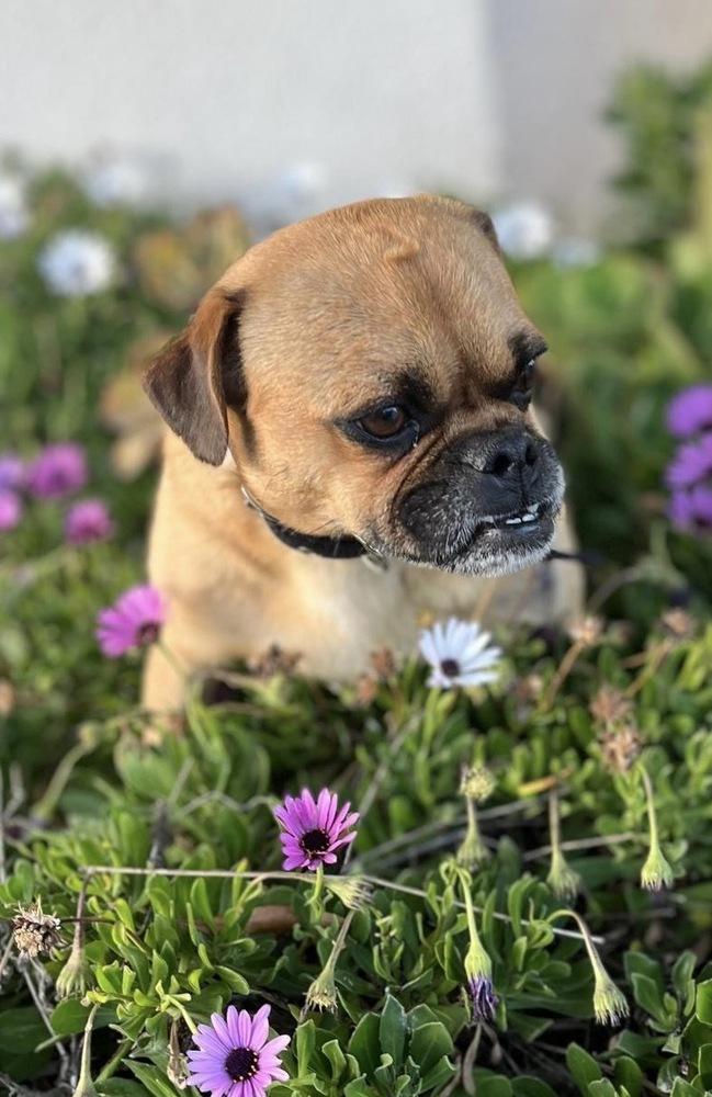 Enlarge Hank, a Adopted mixed breed in Escondido, CA image 2/6
