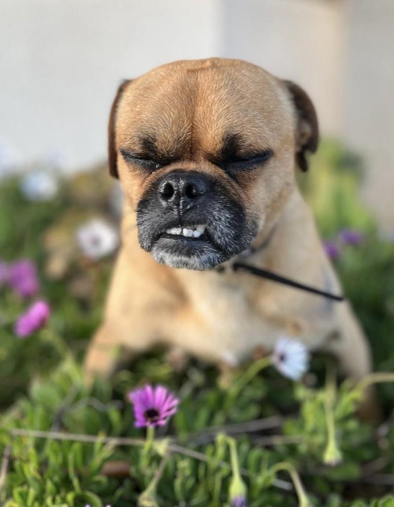 Enlarge Hank, a Adopted mixed breed in Escondido, CA image 3/6